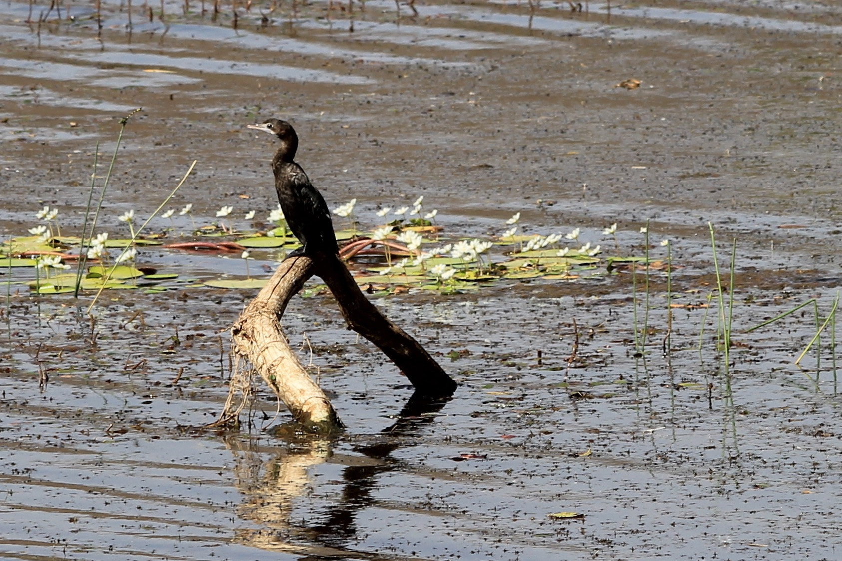 Canon EF 70-300mm F4-5.6 IS USM sample photo. Little cormorant photography