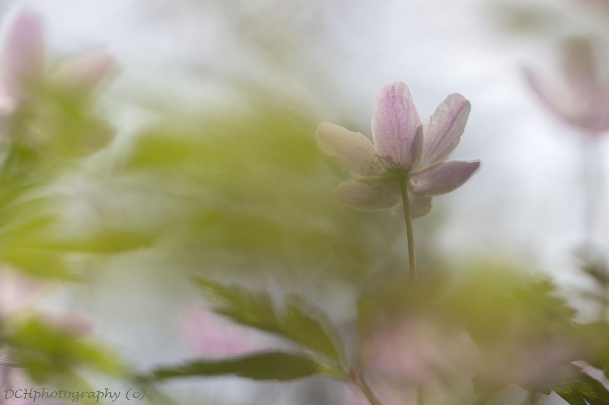 Canon EF 100mm F2.8L Macro IS USM sample photo. Painting with nature photography