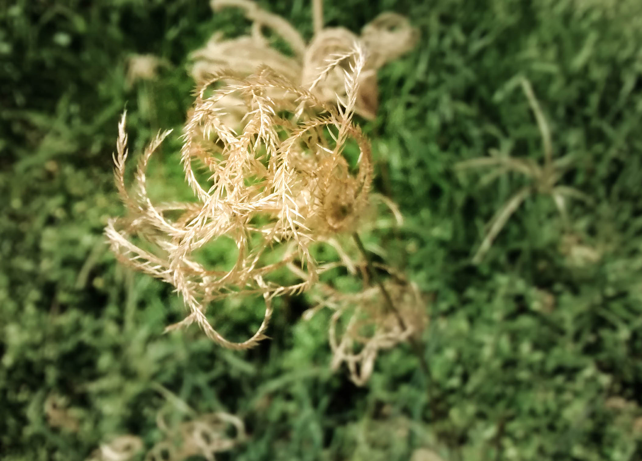 Motorola Moto G (1st Gen) sample photo. Dry photography