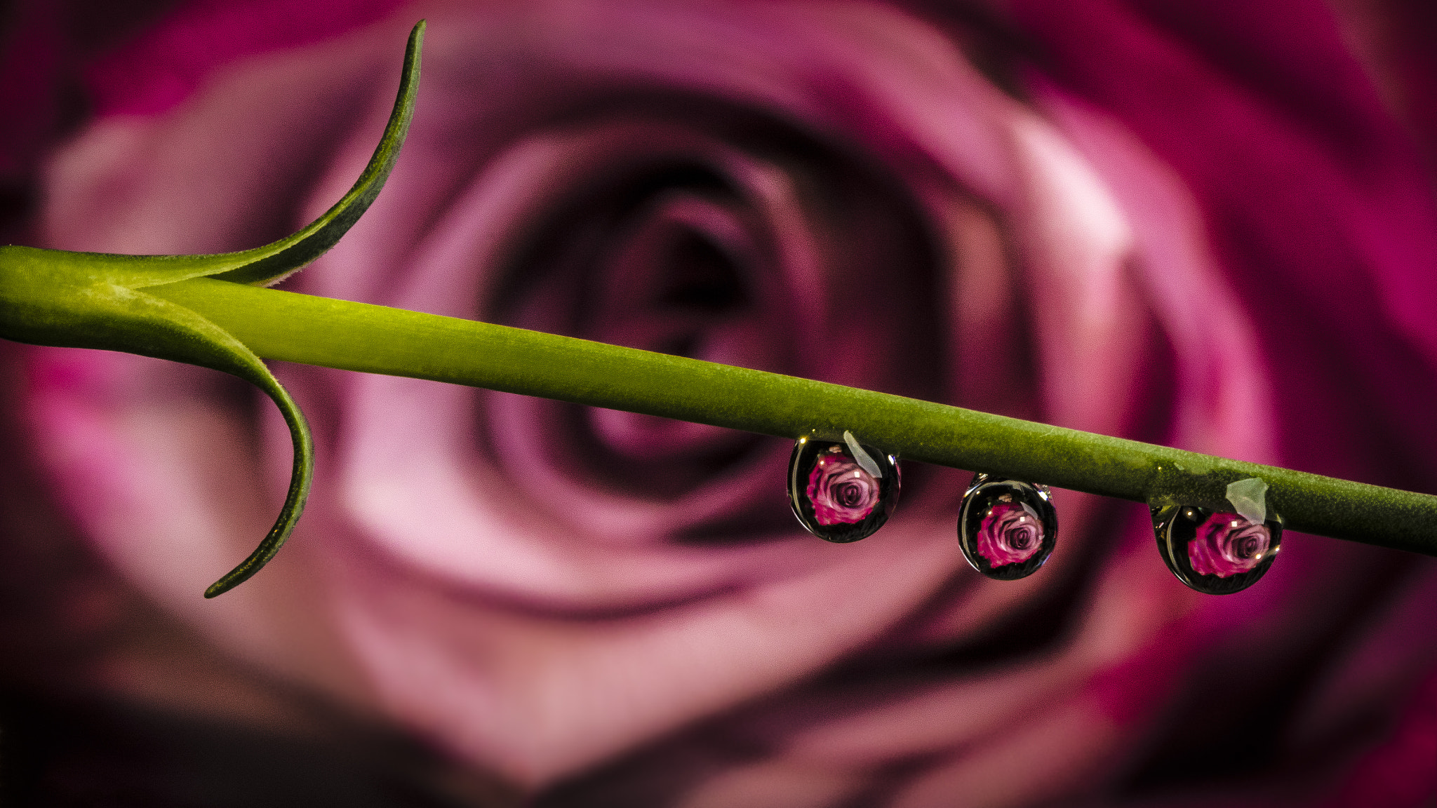 Canon EF 100mm F2.8L Macro IS USM sample photo. Water droplets photography