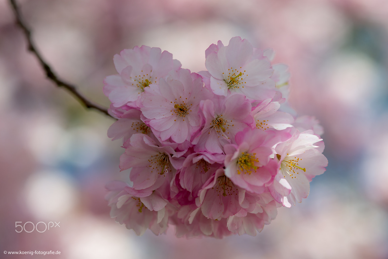 Nikon AF-S Micro-Nikkor 105mm F2.8G IF-ED VR sample photo. Springtime photography