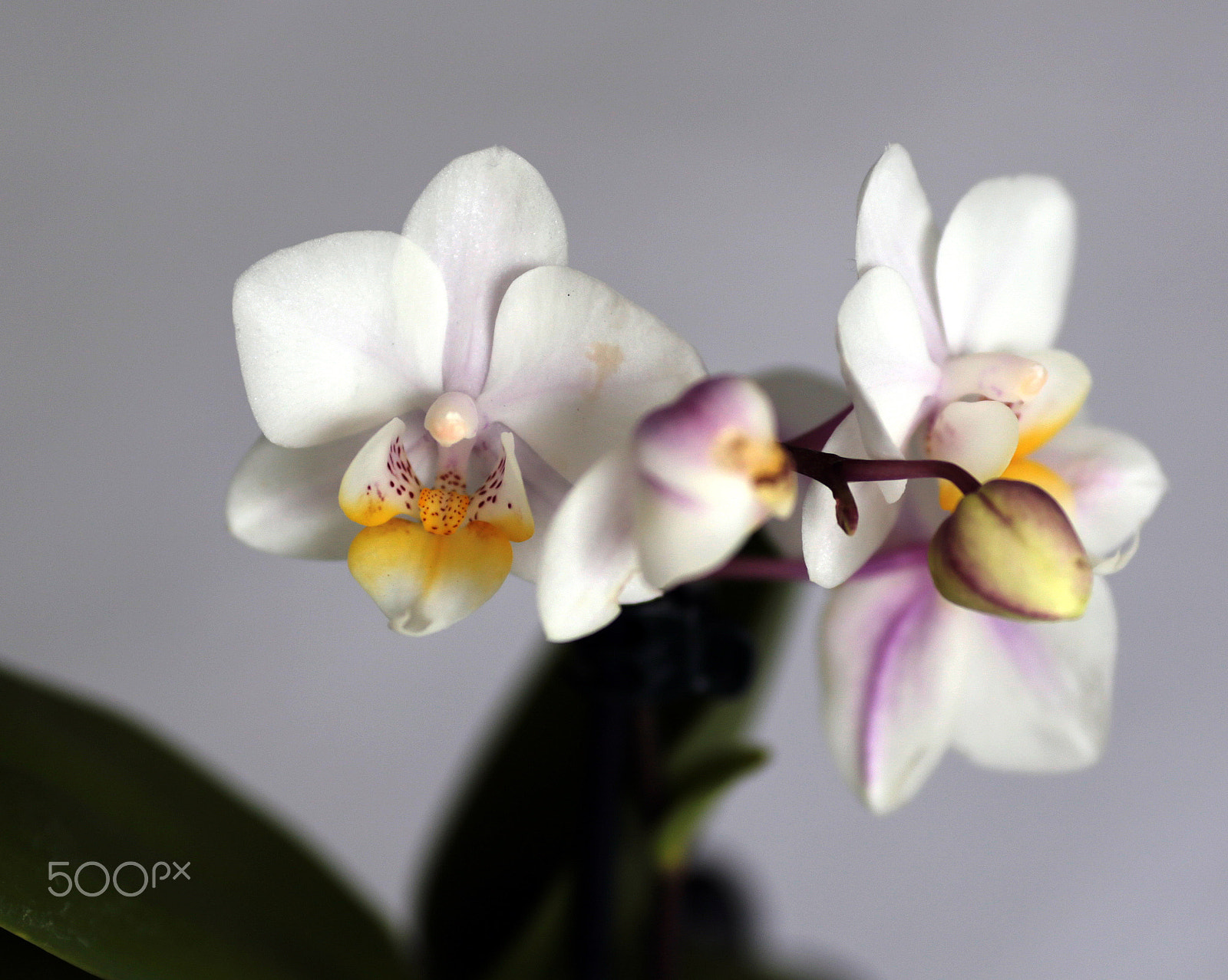 Canon EOS 6D + Canon EF 135mm F2L USM sample photo. Orchids photography