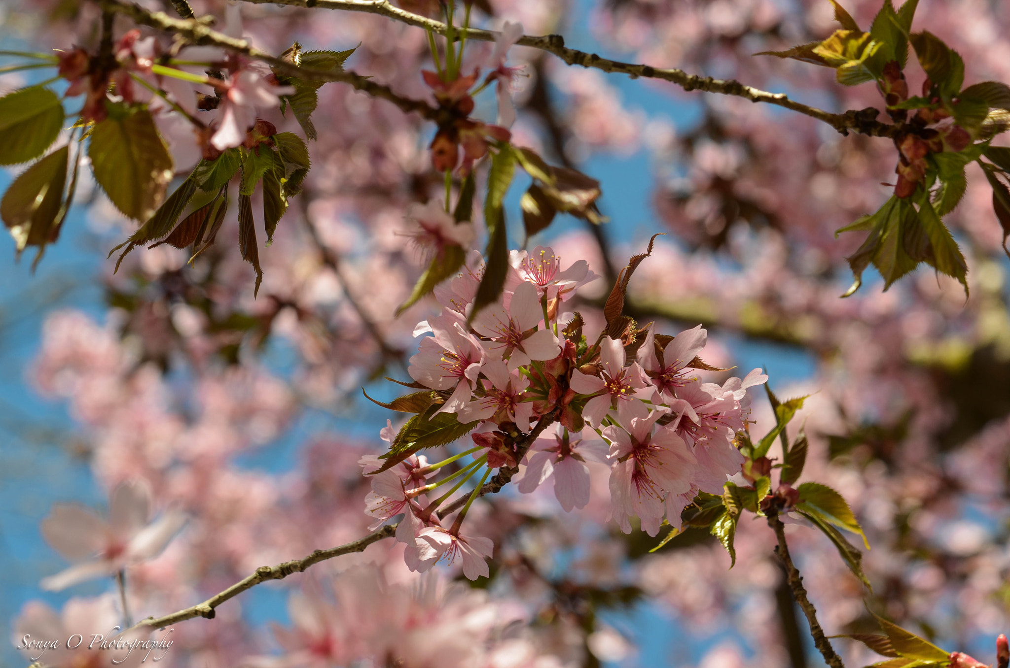 Nikon AF-S DX Micro-Nikkor 85mm F3.5G ED VR sample photo. Blossoms and leaves photography