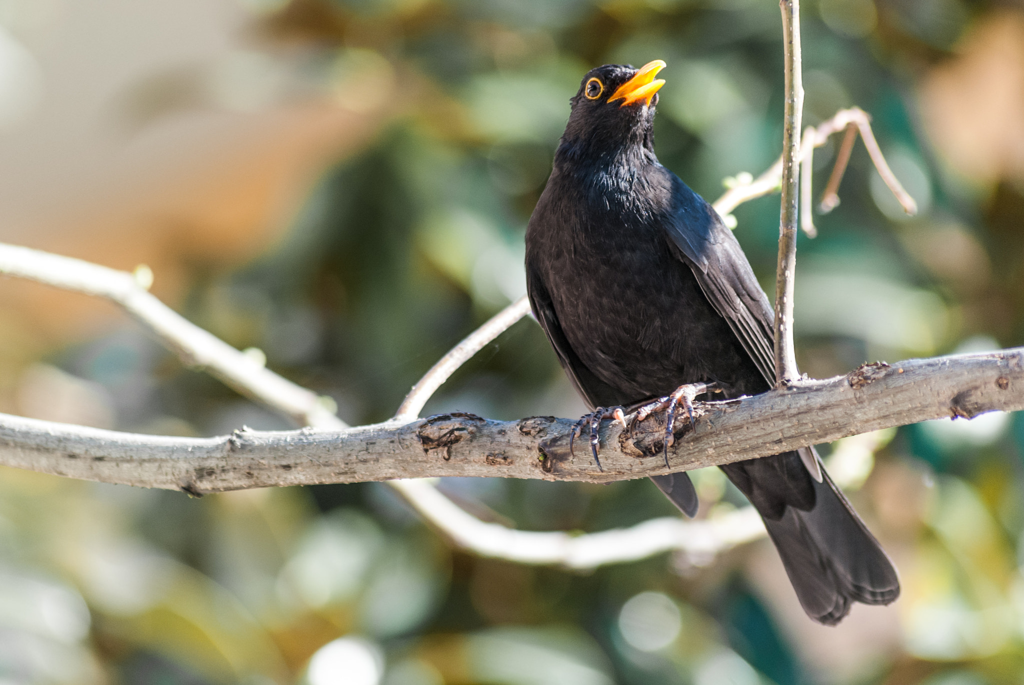 Nikon D60 + Sigma 70-300mm F4-5.6 APO DG Macro sample photo. Blackbird photography