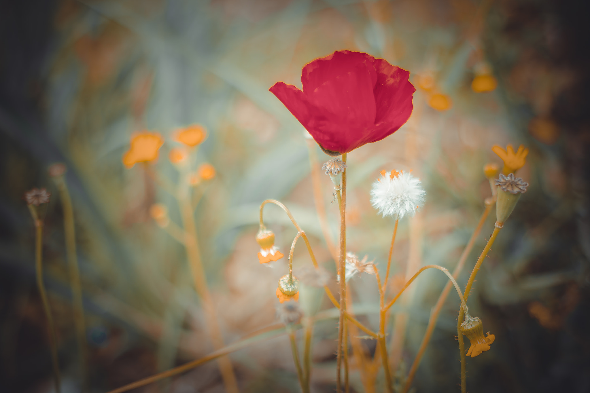 Canon EOS 650D (EOS Rebel T4i / EOS Kiss X6i) + Canon EF 40mm F2.8 STM sample photo. Spring poppy 2 photography