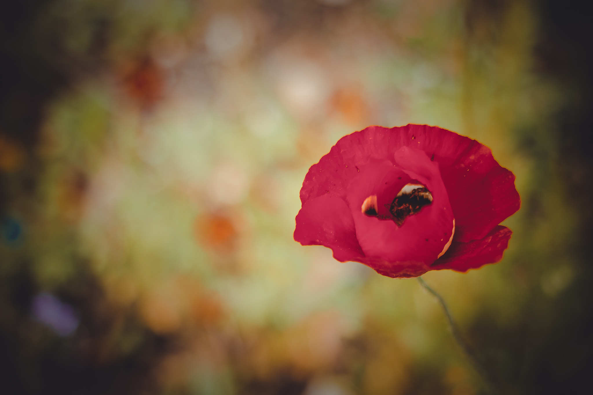 Canon EOS 650D (EOS Rebel T4i / EOS Kiss X6i) + Canon EF 40mm F2.8 STM sample photo. Spring poppy photography