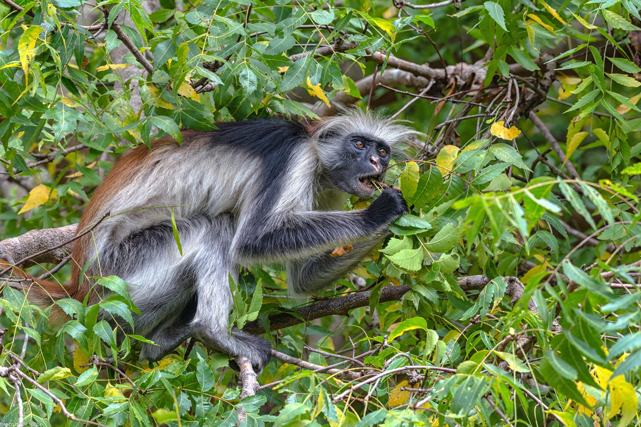 Nikon D800 + Sigma 150-600mm F5-6.3 DG OS HSM | S sample photo. Red colobus of zanzibar photography