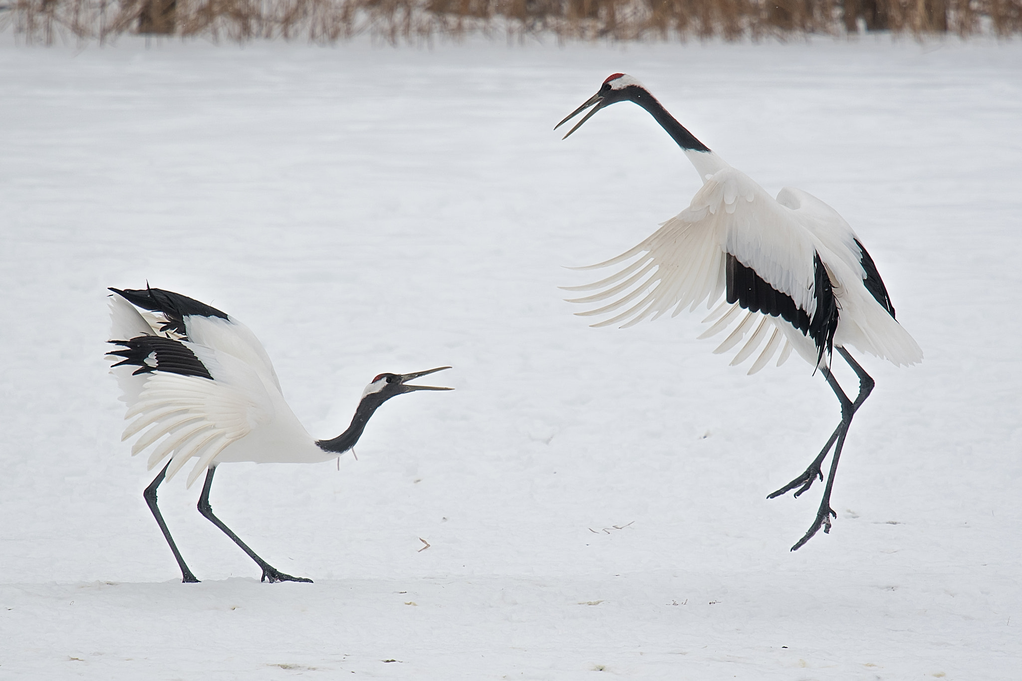 Nikon Nikkor AF-S 300mm F4E PF ED VR sample photo. Amorous dance photography