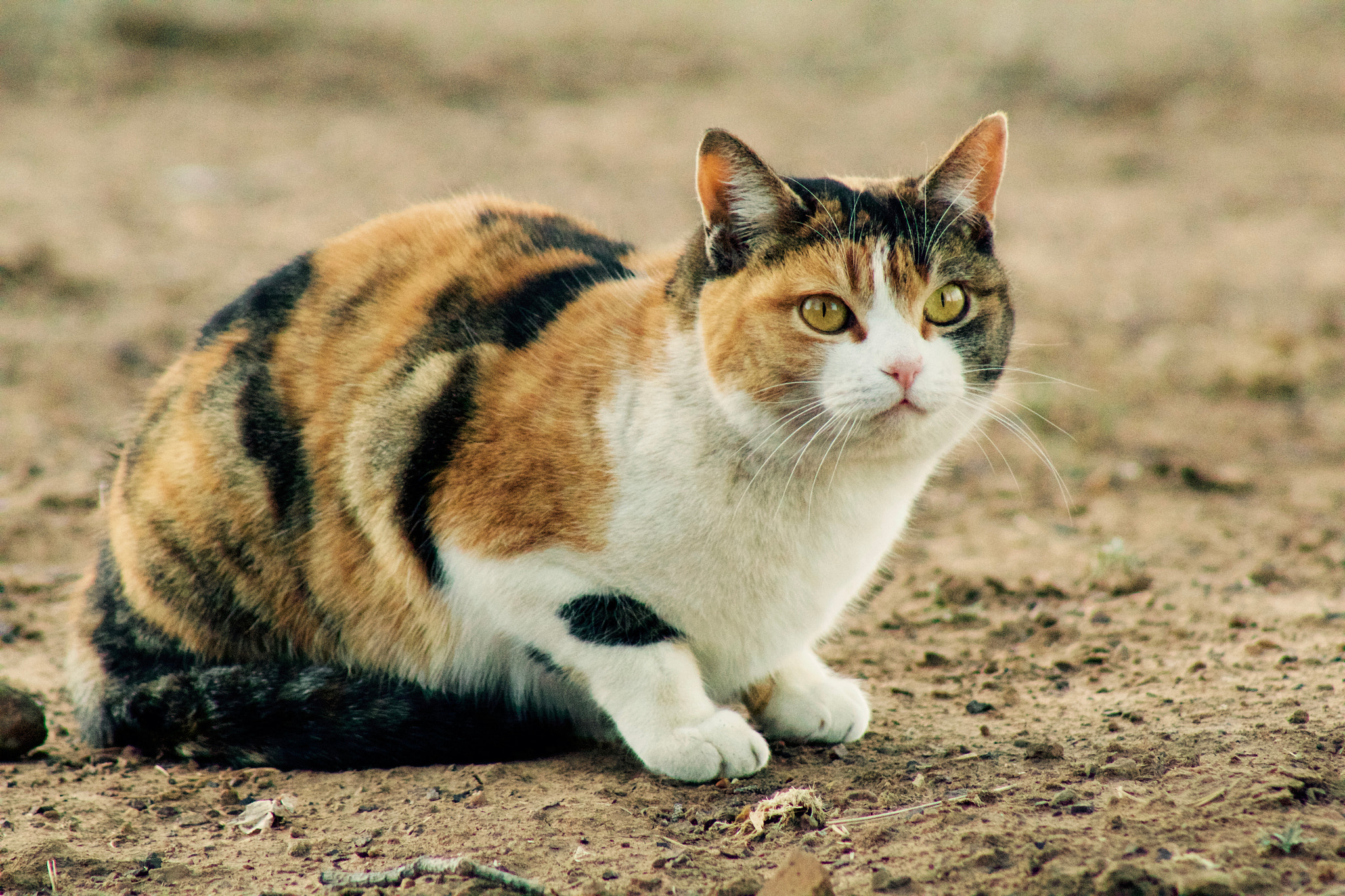 Canon EOS 1200D (EOS Rebel T5 / EOS Kiss X70 / EOS Hi) + EF75-300mm f/4-5.6 sample photo. Fearless photography