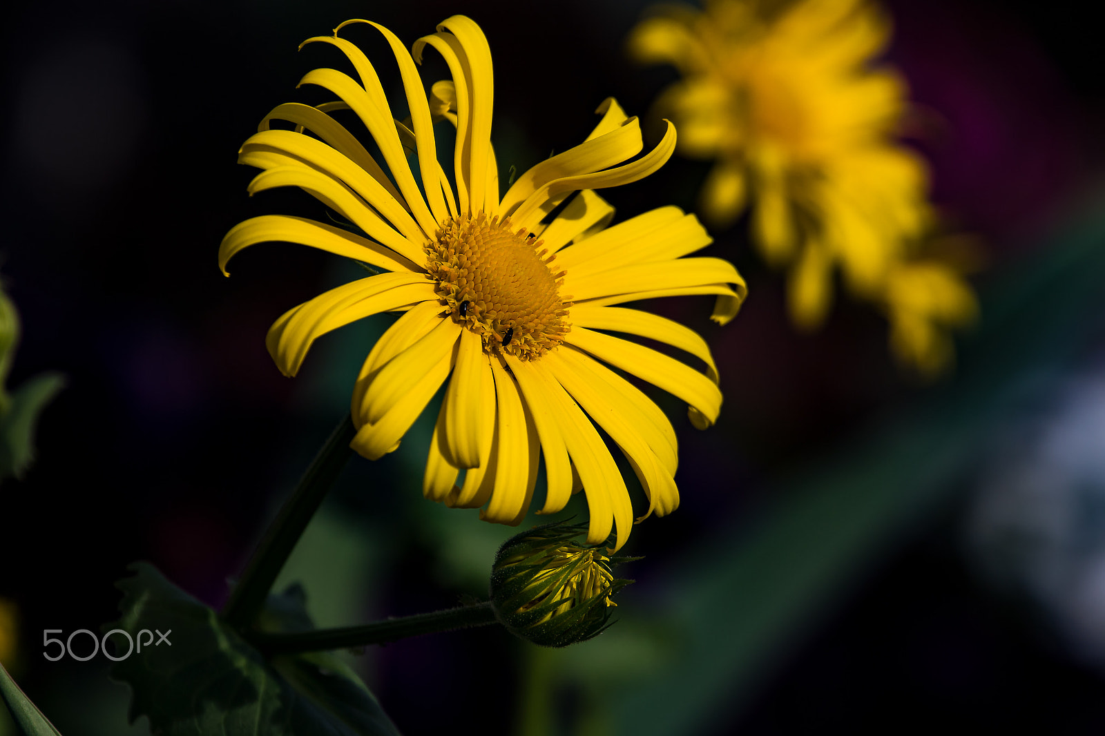 150-600mm F5-6.3 DG OS HSM | Contemporary 015 sample photo. Gelb yellow giallo photography