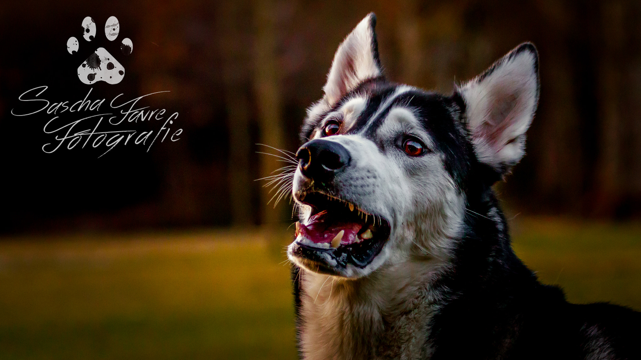 Canon EF 100-400mm F4.5-5.6L IS USM sample photo. Husky in der dämmerung photography