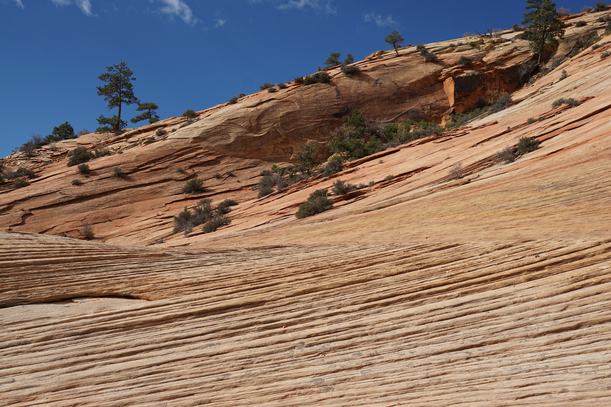 Sony ILCA-77M2 sample photo. Zion national park photography