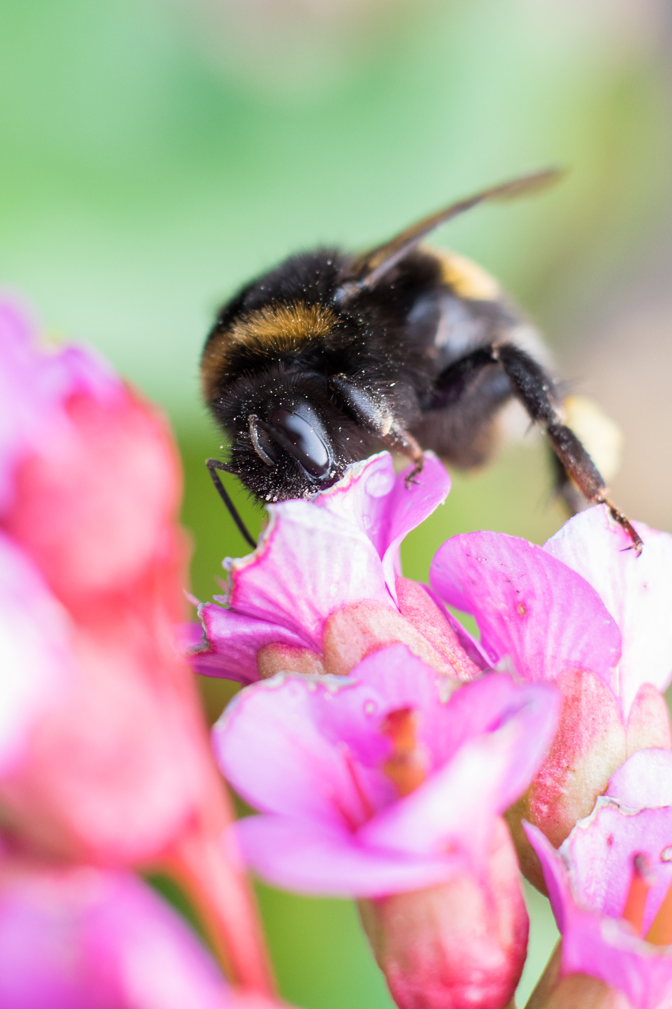 Nikon D3300 + Nikon AF-S Nikkor 50mm F1.8G sample photo. The bee in the garden photography
