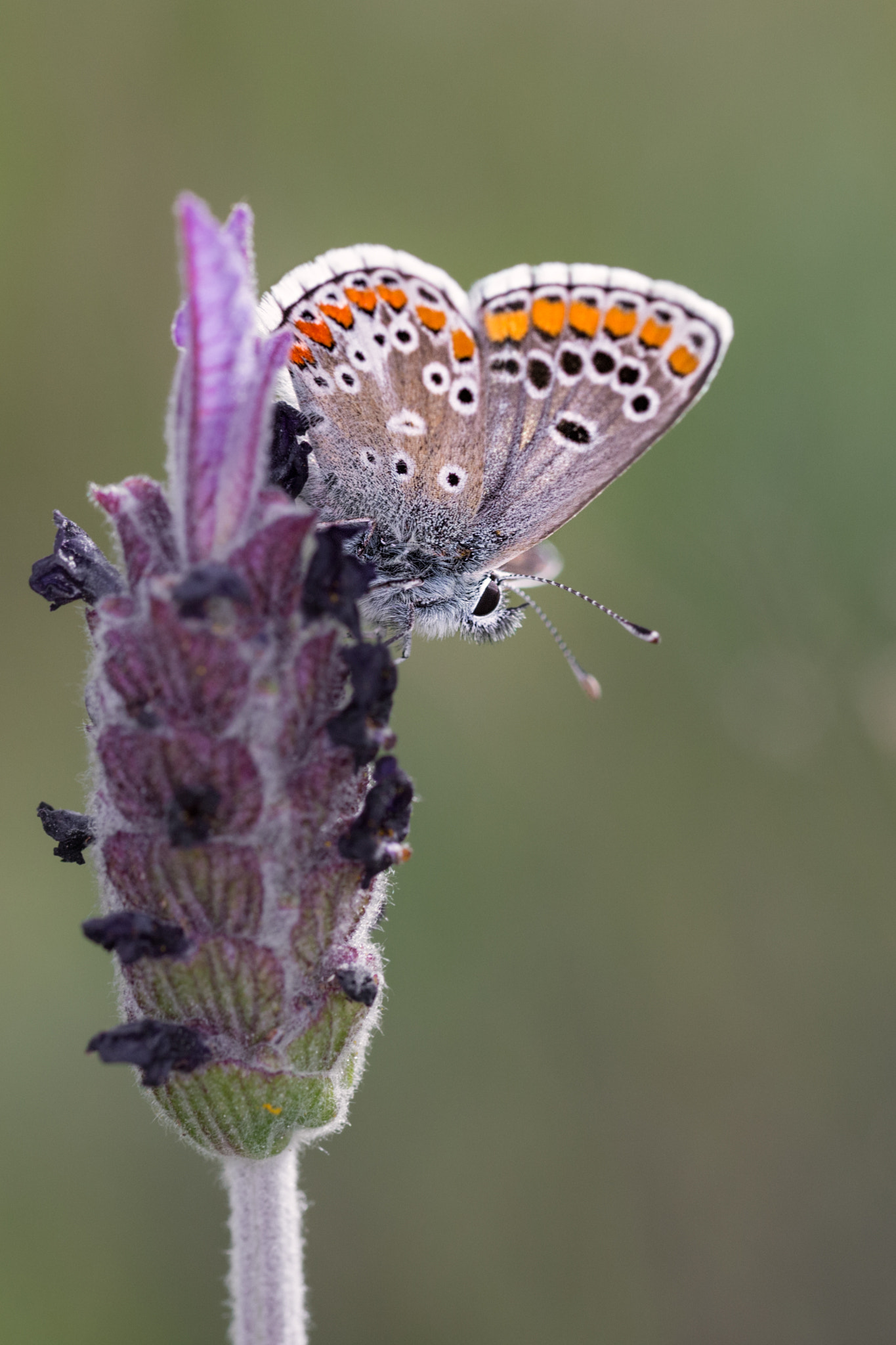 Sigma 105mm F2.8 EX DG OS HSM sample photo. Polyommatus icarus  300317-8746 photography