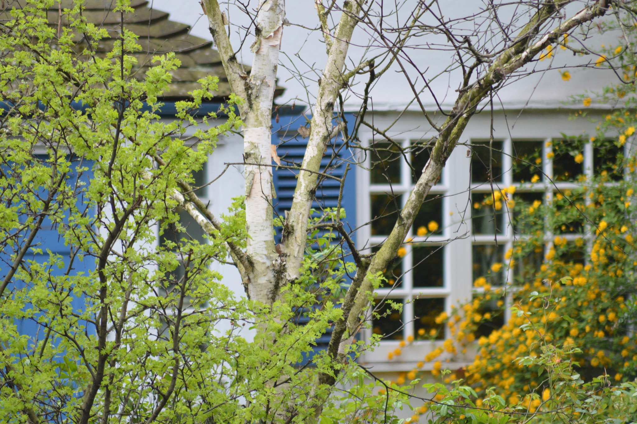 Sigma 70-300mm F4-5.6 APO DG Macro sample photo. Dulwich village, london photography