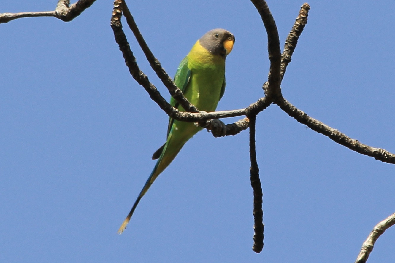 Canon EOS 60D sample photo. Plum headed parakeet ,female photography