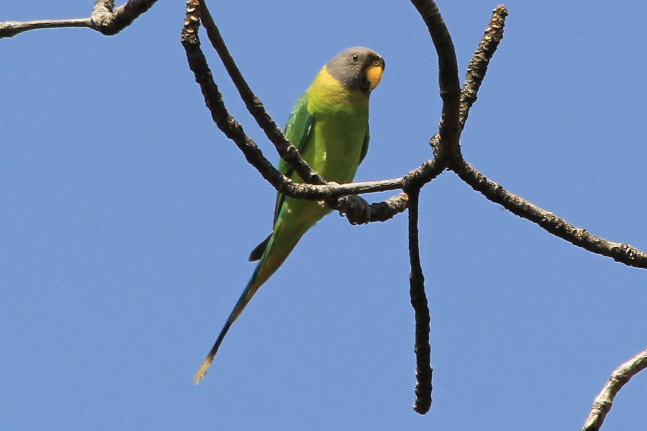 Canon EF 70-300mm F4-5.6 IS USM sample photo. Plum headed parakeet ,female photography