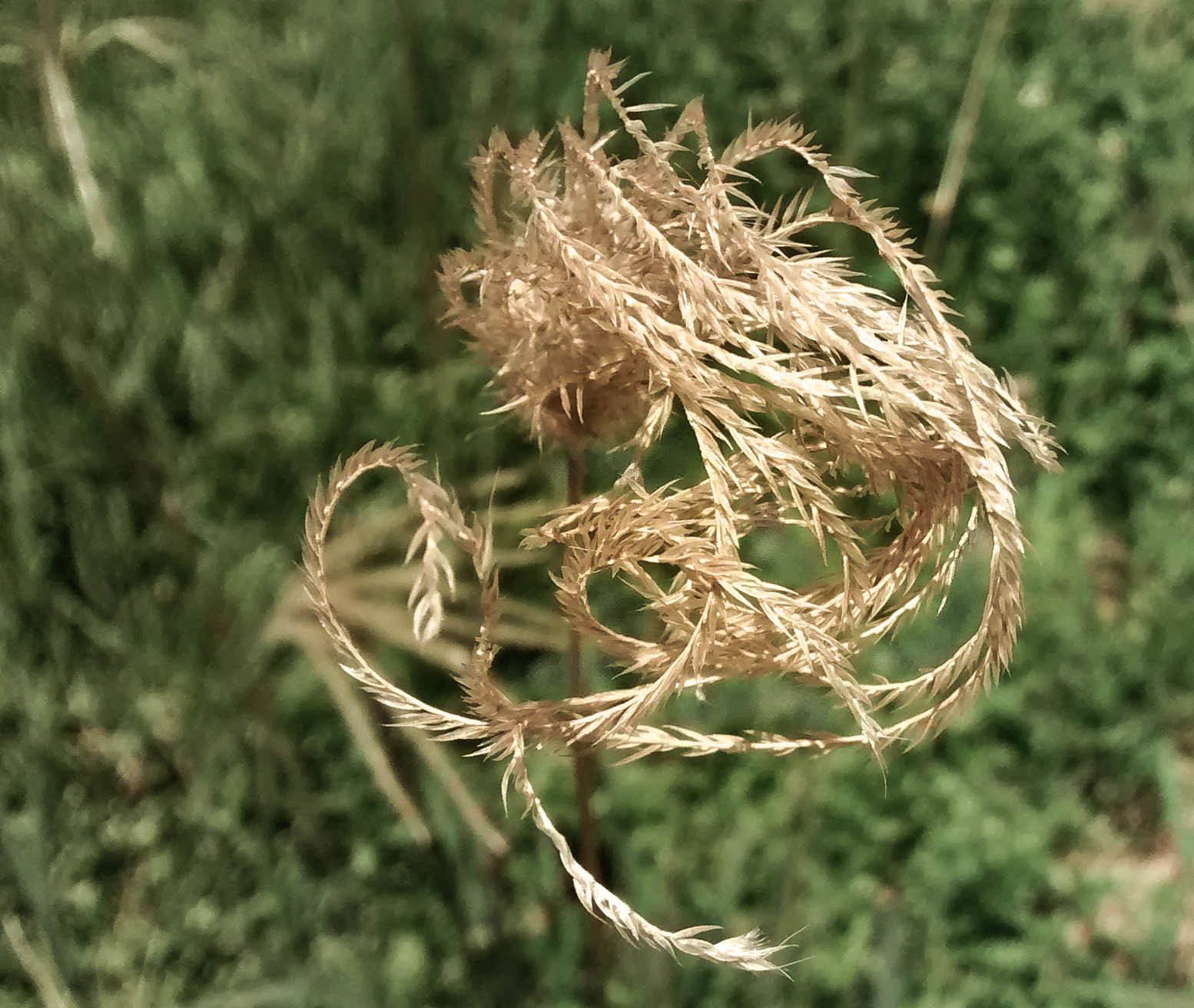 Motorola Moto G (1st Gen) sample photo. Dry photography