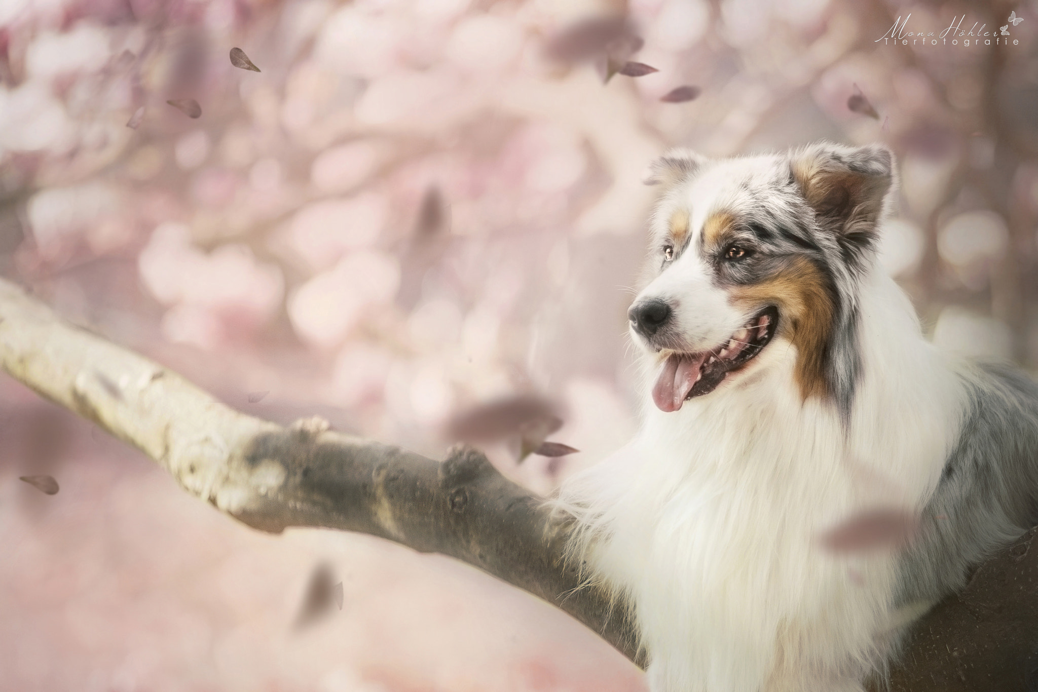 Nikon AF Nikkor 180mm F2.8D ED-IF sample photo. Cherry blossom photography