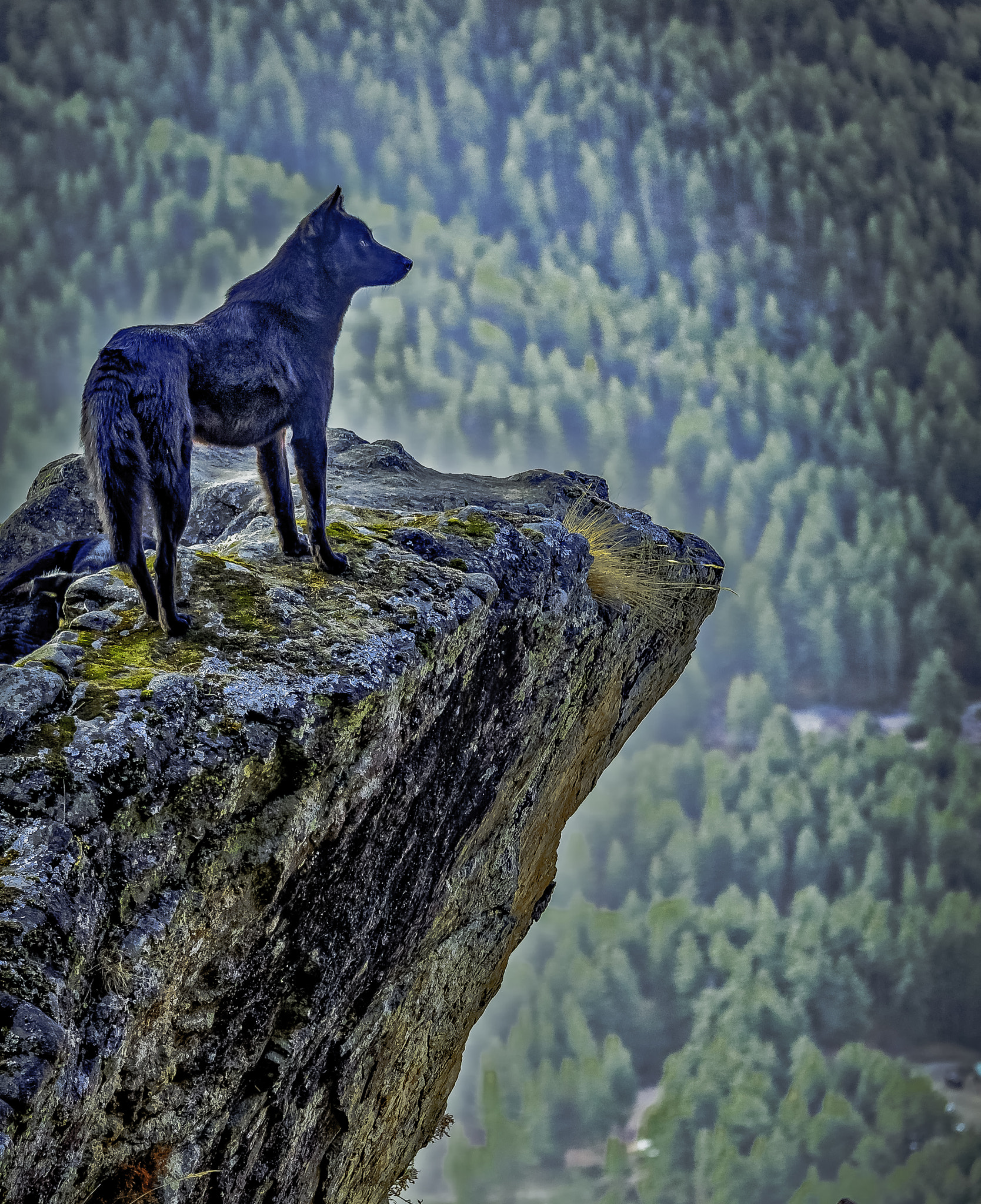 Nikon D4 sample photo. Mountain dog photography