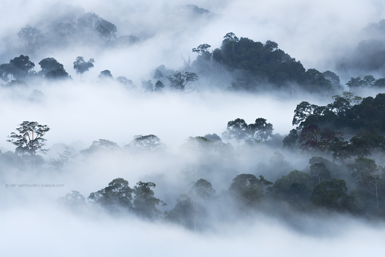 Olympus OM-D E-M1 Mark II sample photo. Rainforest | borneo photography