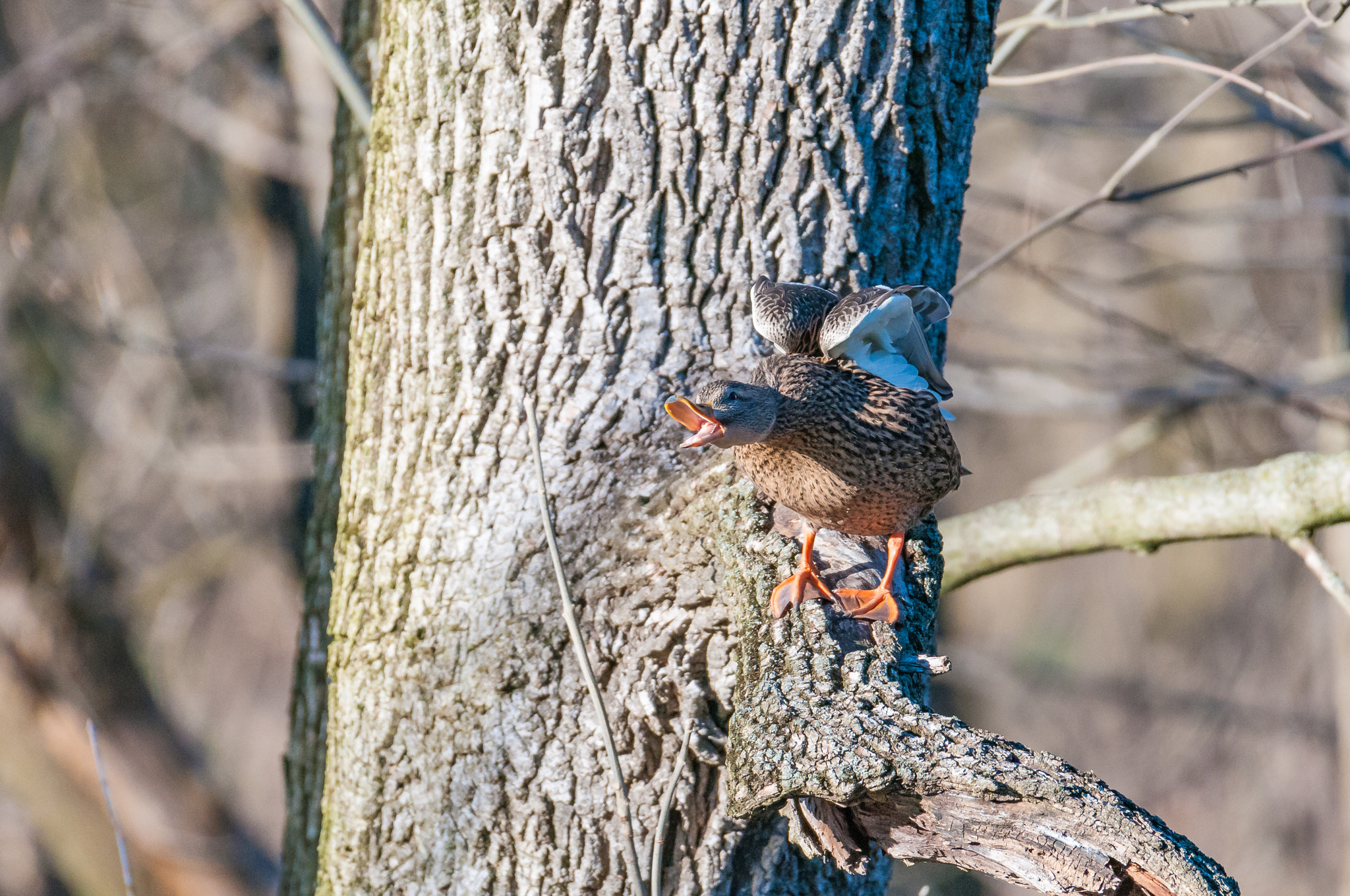 Nikon D300 + Nikon AF-S Nikkor 200-500mm F5.6E ED VR sample photo. 03292017-161-1.jpg photography