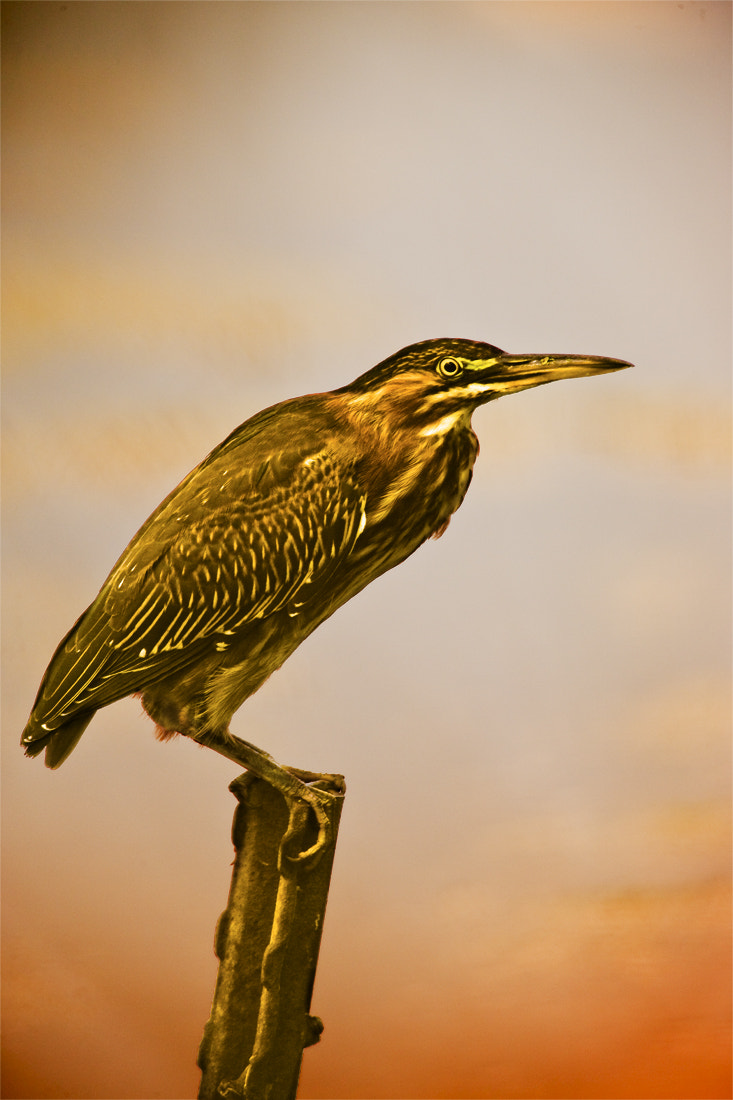 Canon EOS-1Ds Mark III sample photo. Heron photography
