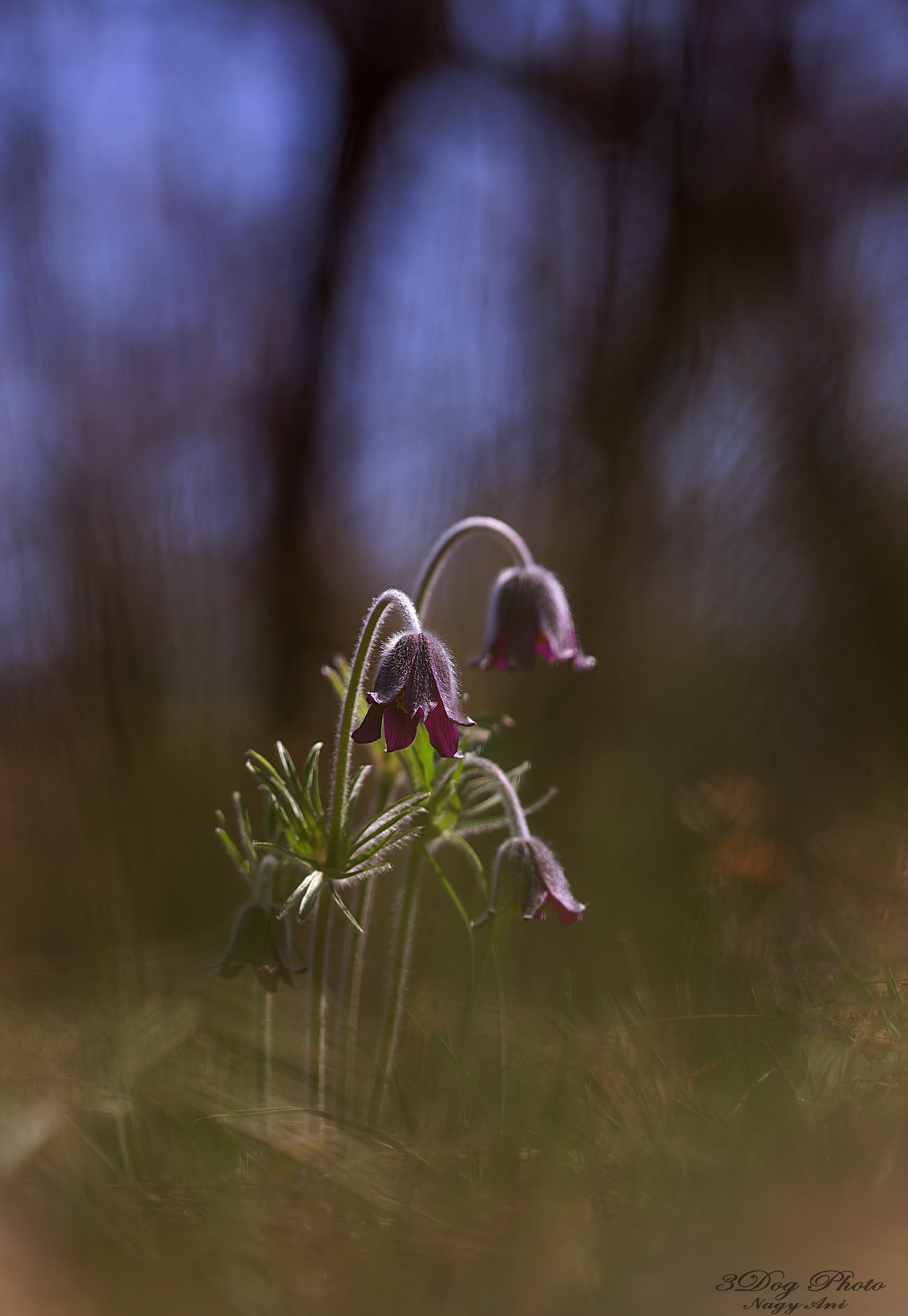 Canon EOS 6D sample photo. Black anemone photography