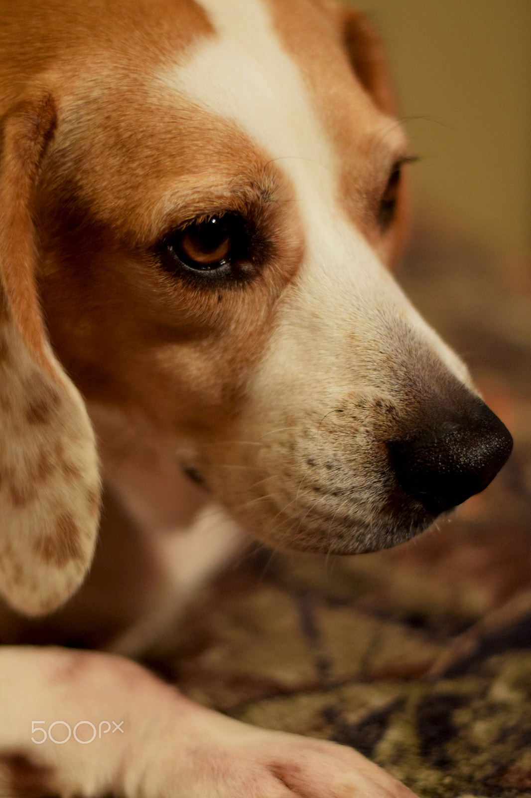 Nikon D3300 + Nikon AF-S Nikkor 50mm F1.8G sample photo. Emma the beagle photography