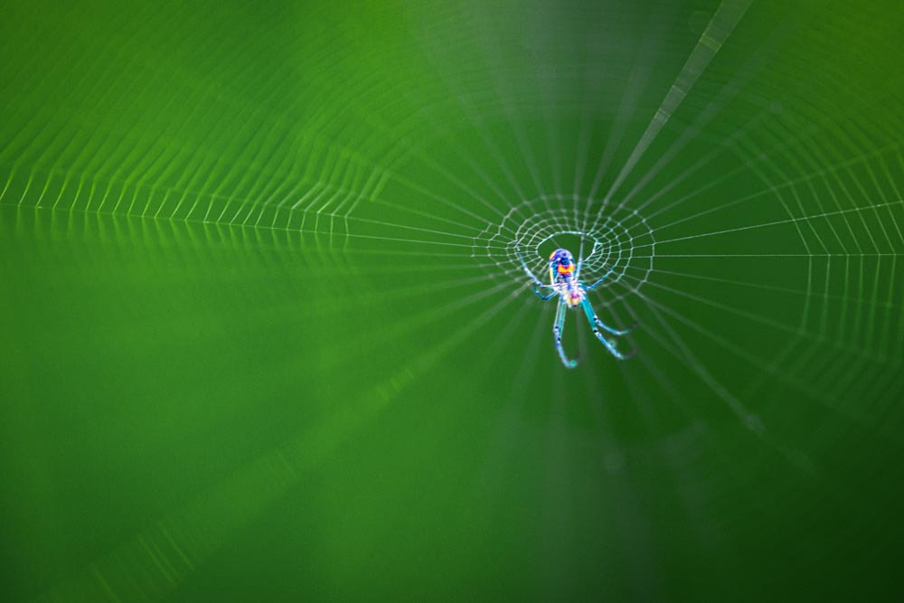 Nikon AF-S Micro-Nikkor 105mm F2.8G IF-ED VR sample photo. Spiders and webs photography