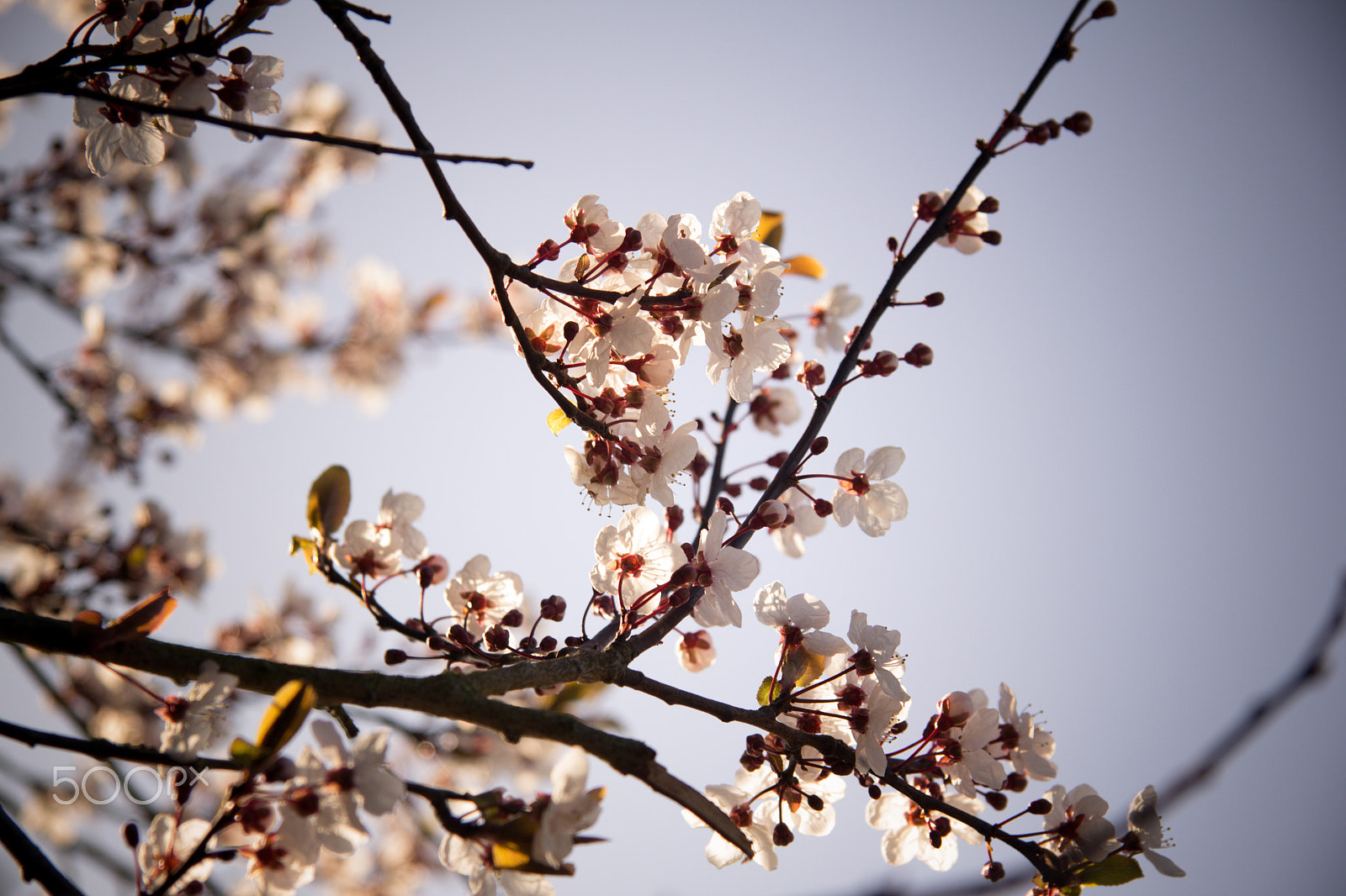Canon EF-S 17-85mm F4-5.6 IS USM sample photo. Cherry tree photography