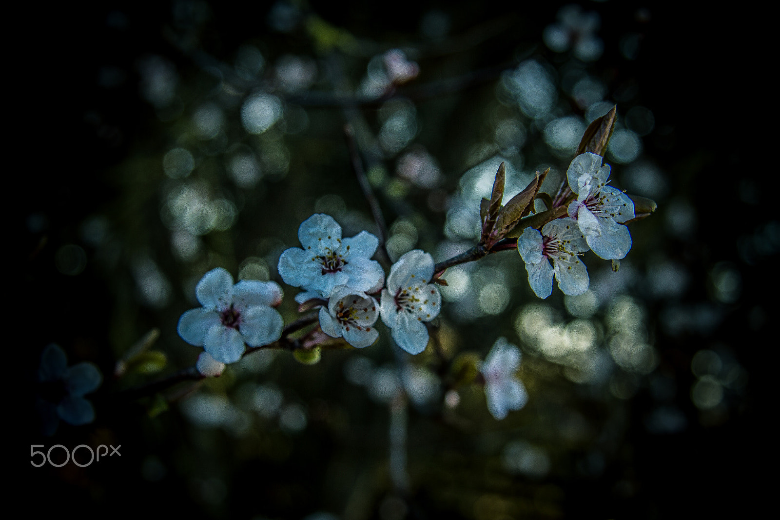 Canon EOS 60D sample photo. Cherry tree photography