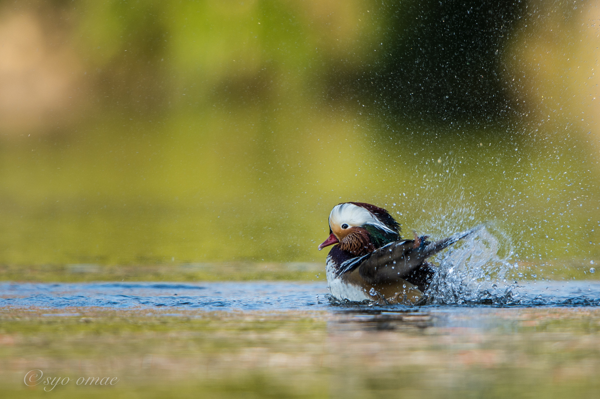 Nikon D4 sample photo. Mandarin duck photography