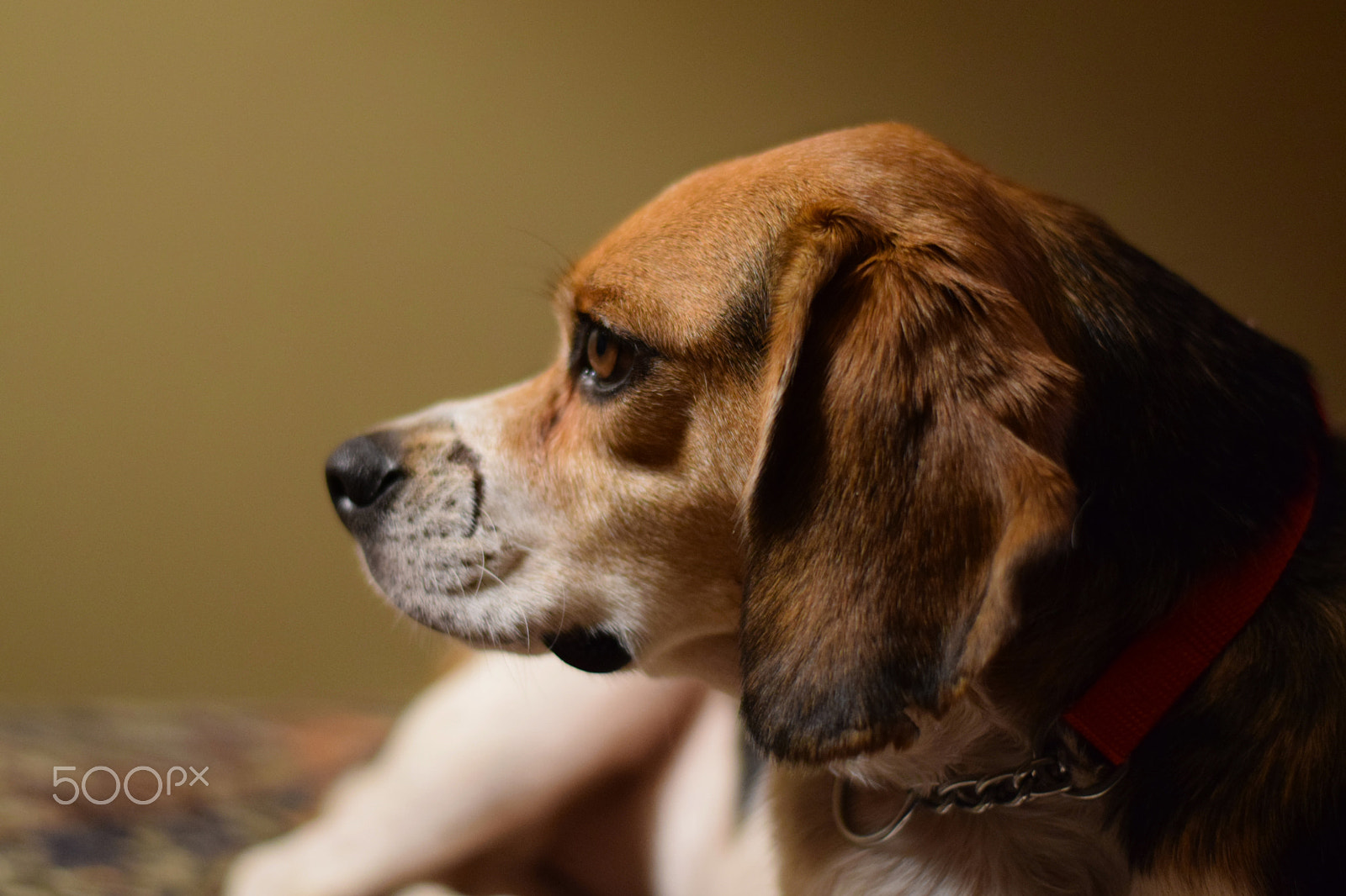 Nikon D3300 + Nikon AF-S Nikkor 50mm F1.8G sample photo. Razz the beagle photography