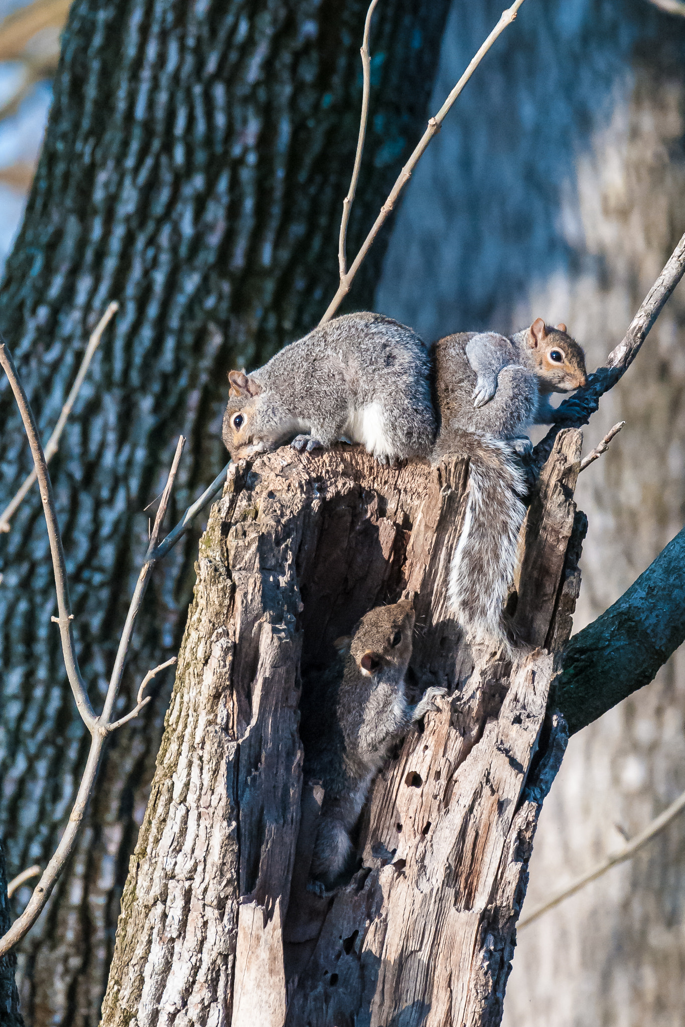 Nikon D300 + Nikon AF-S Nikkor 200-500mm F5.6E ED VR sample photo. 03272017-16-1.jpg photography