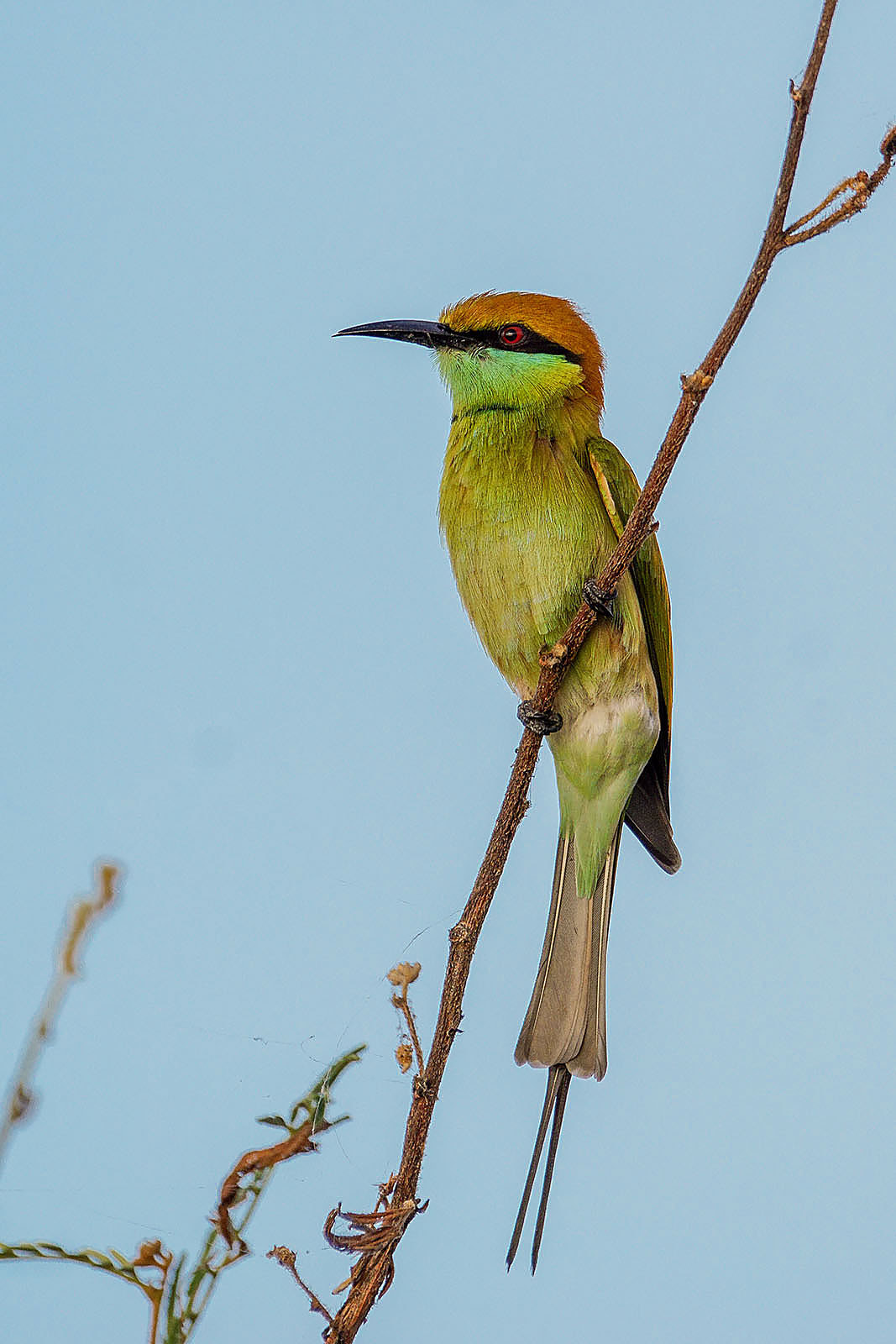 Sony ILCA-77M2 + Sony 70-400mm F4-5.6 G SSM II sample photo. Green bee-eater photography