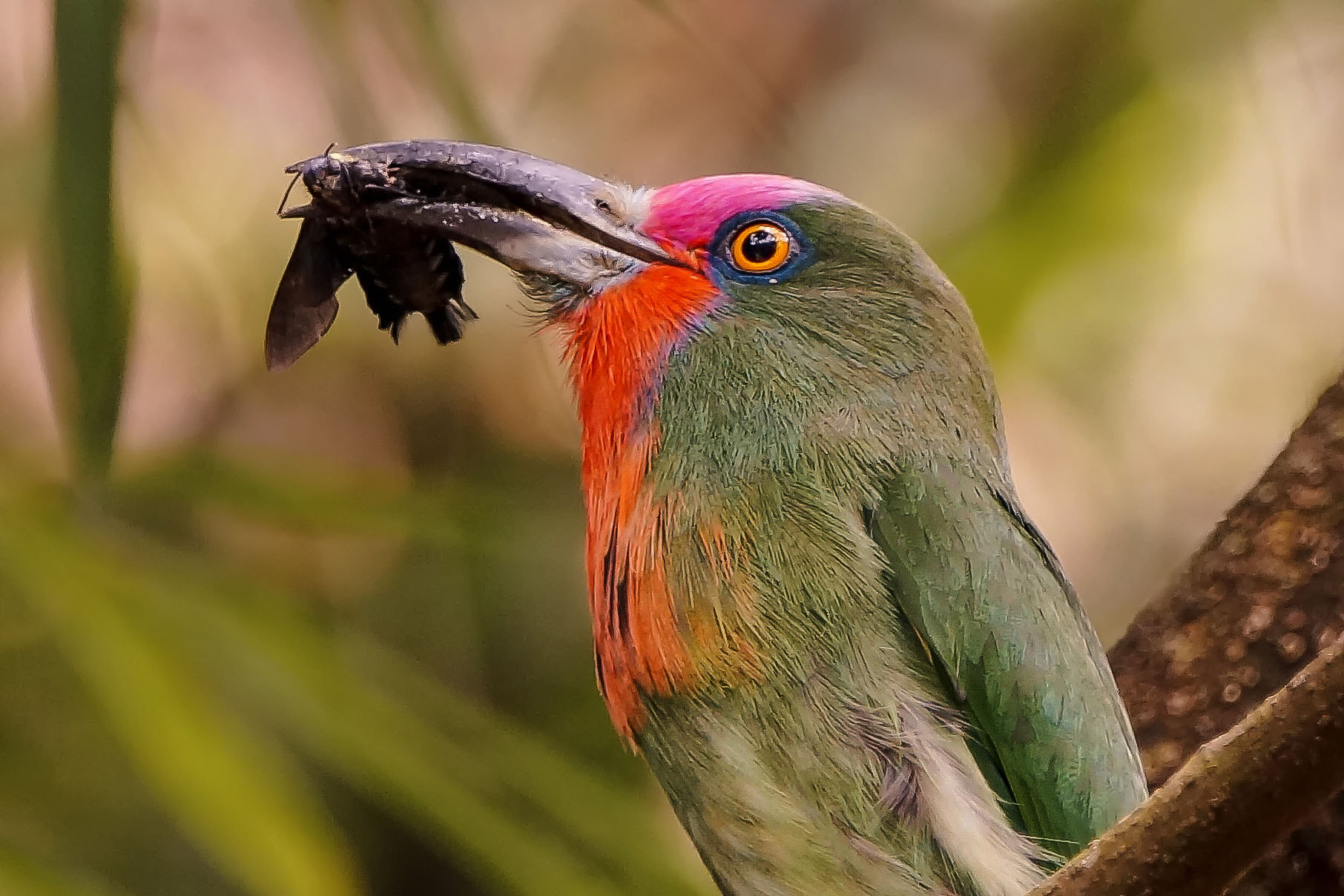 Sony SLT-A57 sample photo. Red-bearded bee-eater photography