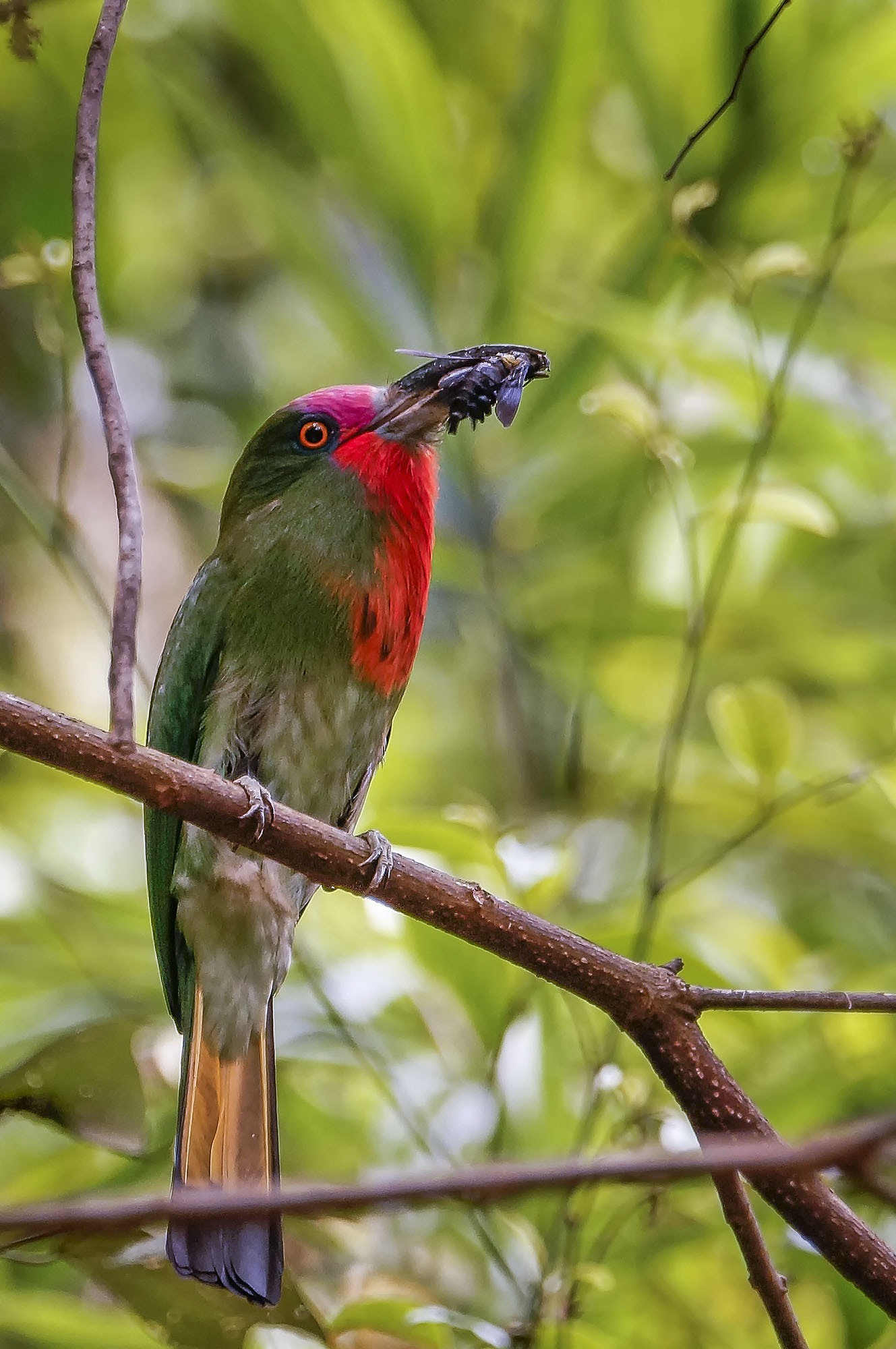 Sony 70-400mm F4-5.6 G SSM sample photo. Red-bearded bee-eater photography