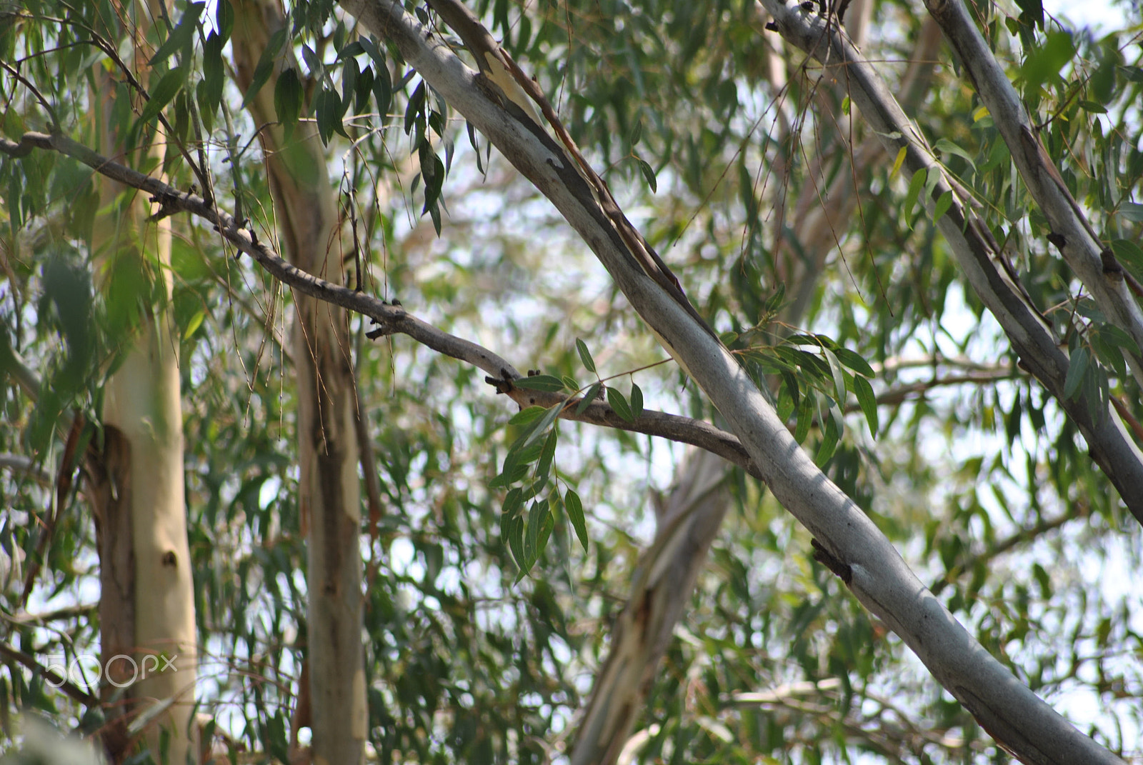 Sigma 70-300mm F4-5.6 APO DG Macro sample photo. Woodlands photography