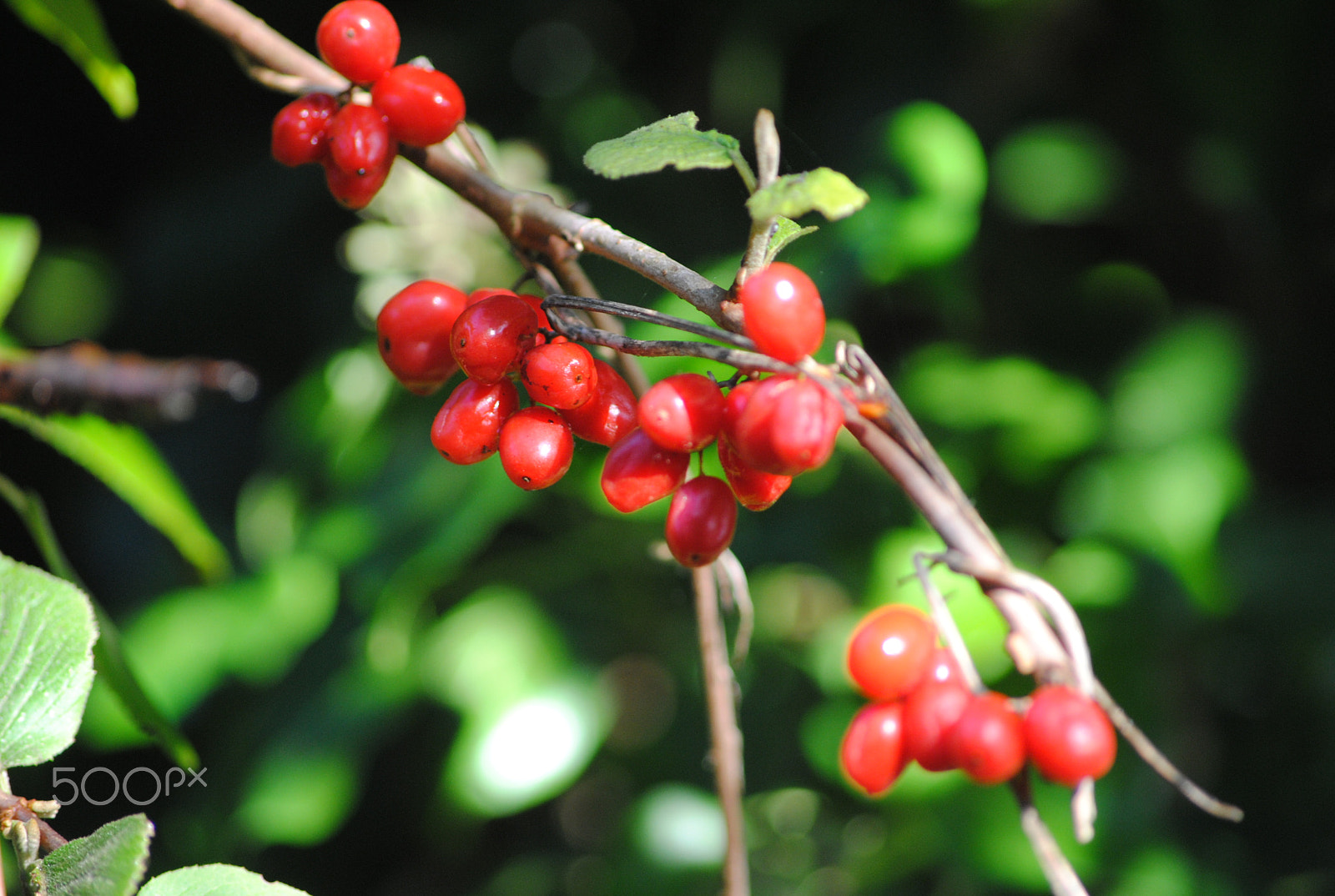 Sigma 70-300mm F4-5.6 APO DG Macro sample photo. Red bubbles photography