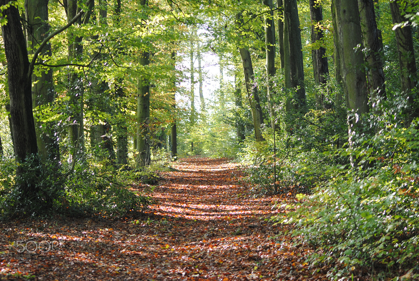 Nikon D3000 + Sigma 70-300mm F4-5.6 APO DG Macro sample photo. Autumn path photography