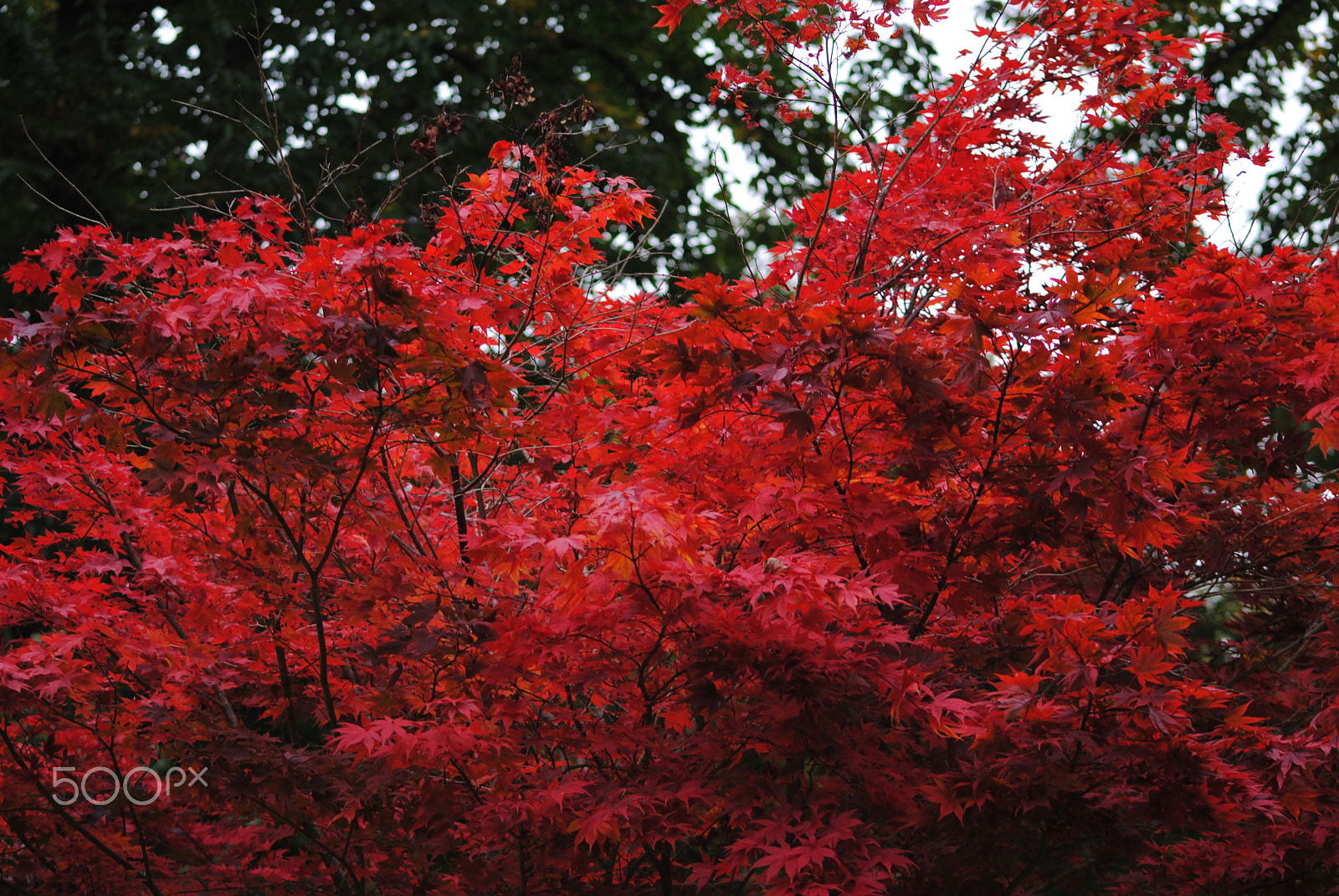 Sigma 70-300mm F4-5.6 APO DG Macro sample photo. Autumn leaves photography