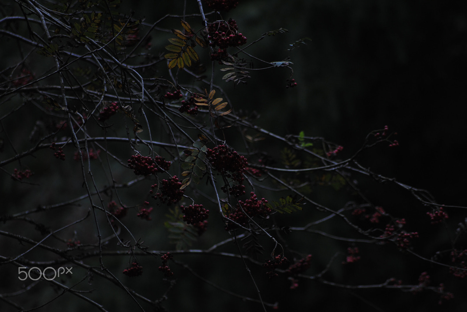 Nikon D3000 + Sigma 70-300mm F4-5.6 APO DG Macro sample photo. Cold berries photography