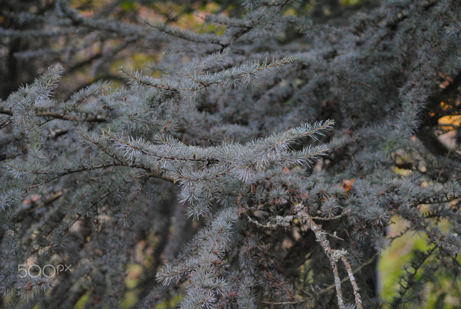 Sigma 70-300mm F4-5.6 APO DG Macro sample photo. Dsc photography