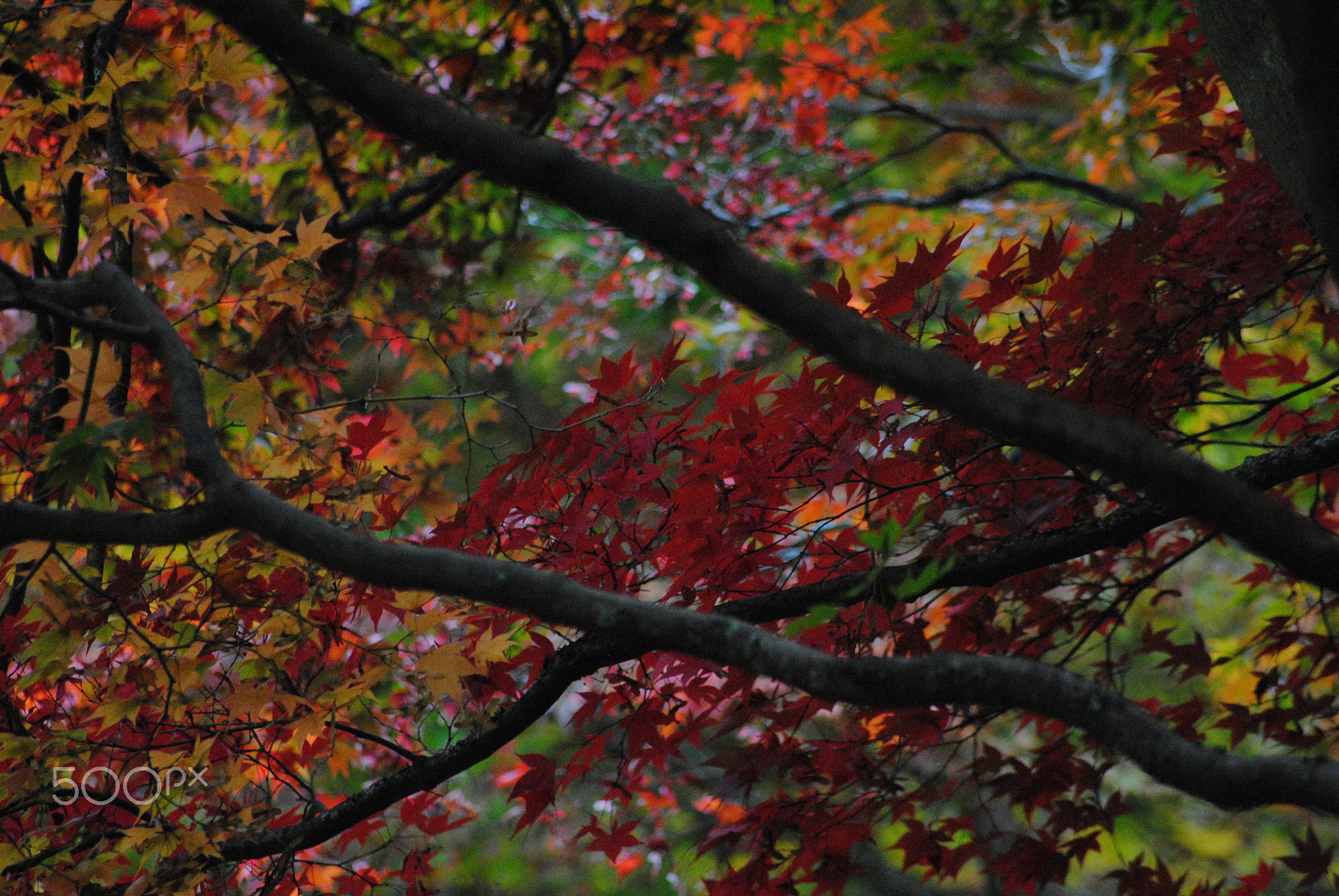 Sigma 70-300mm F4-5.6 APO DG Macro sample photo. Autumn time photography