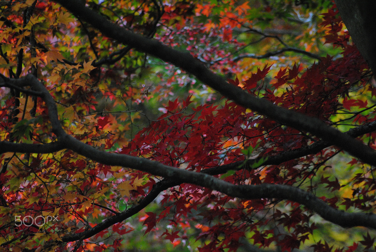 Nikon D3000 + Sigma 70-300mm F4-5.6 APO DG Macro sample photo. Autumn time photography