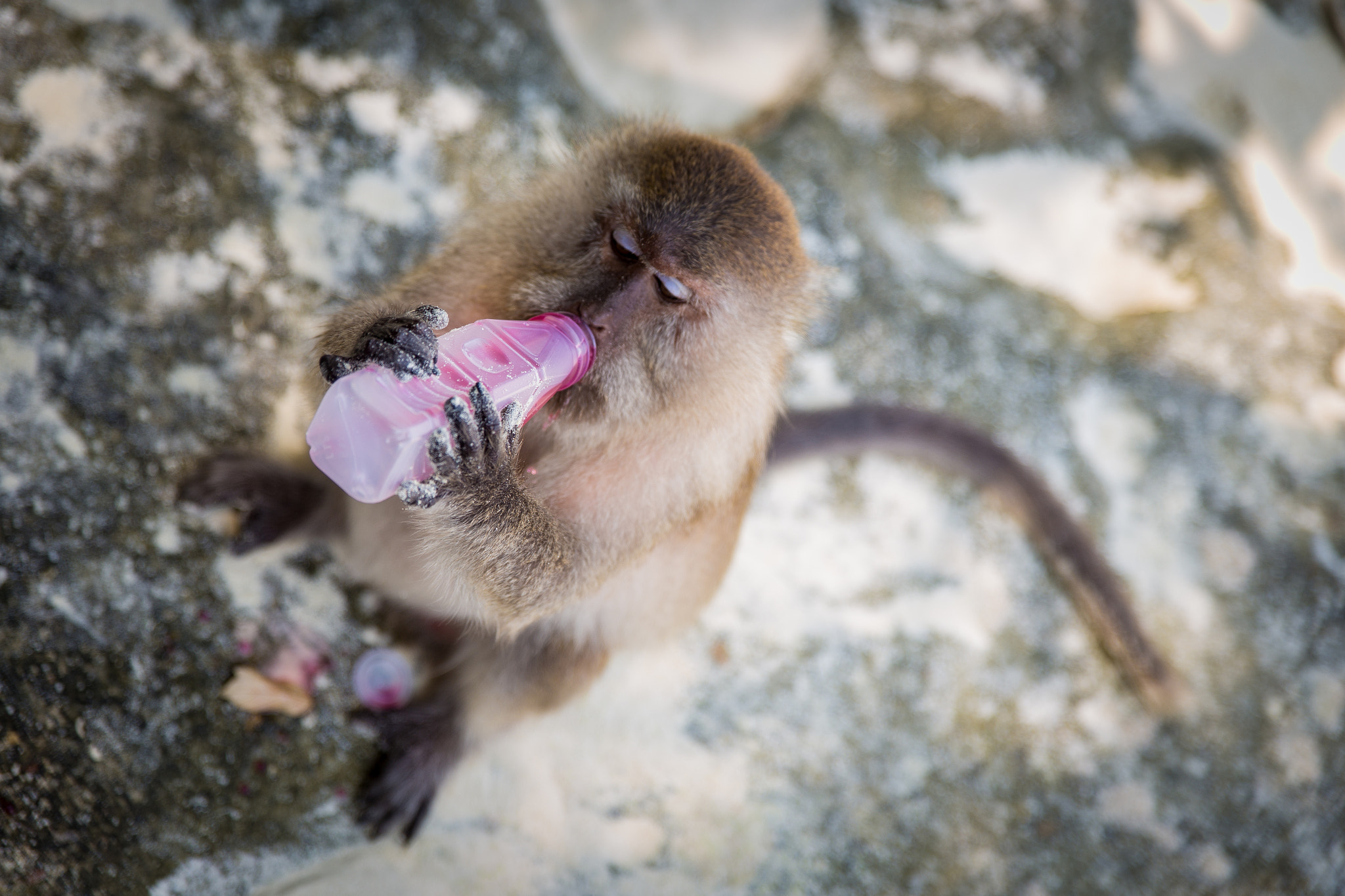Canon EOS 6D + Sigma 24-70mm F2.8 EX DG Macro sample photo. Healthy monkey life photography