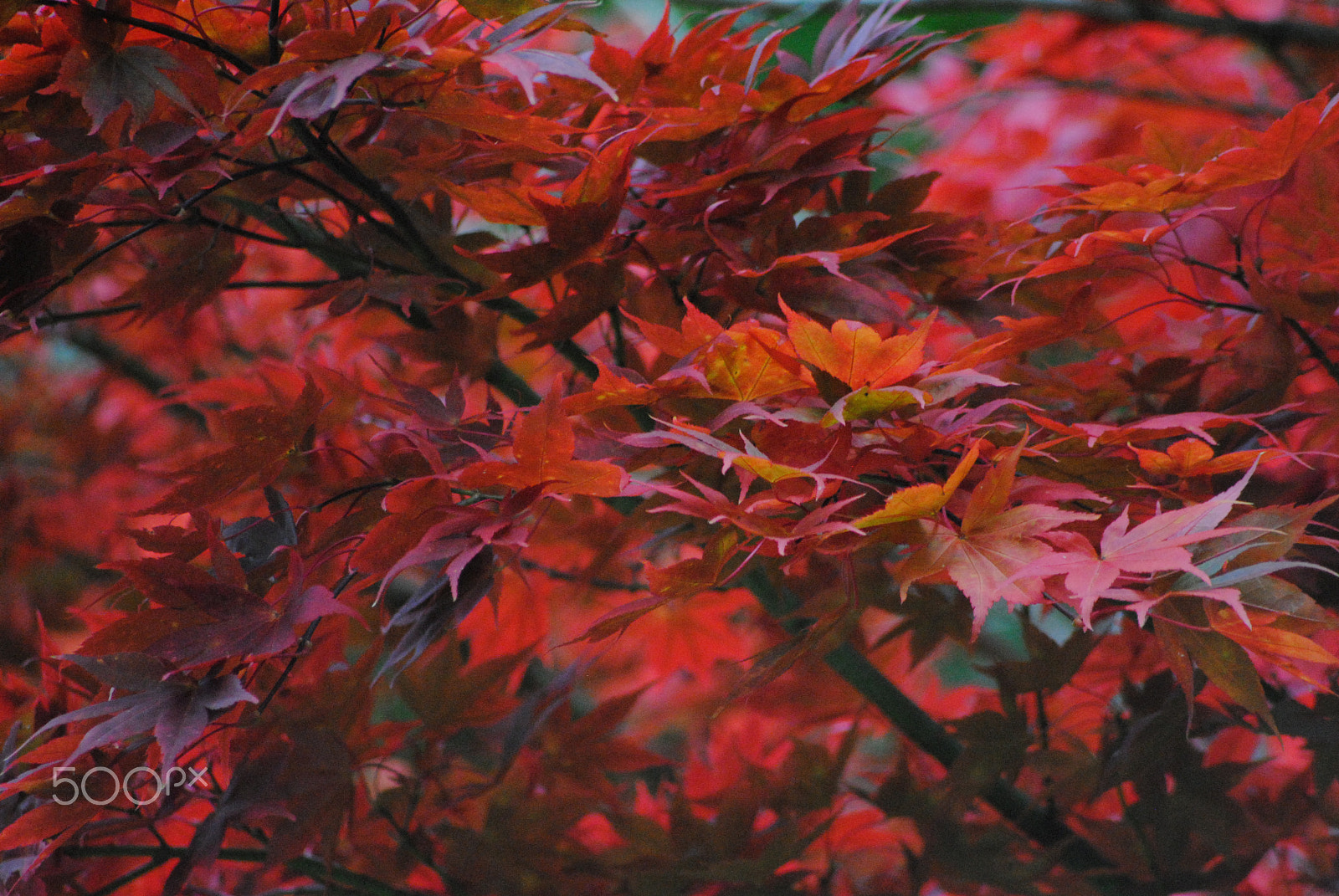 Sigma 70-300mm F4-5.6 APO DG Macro sample photo. Red leaves photography