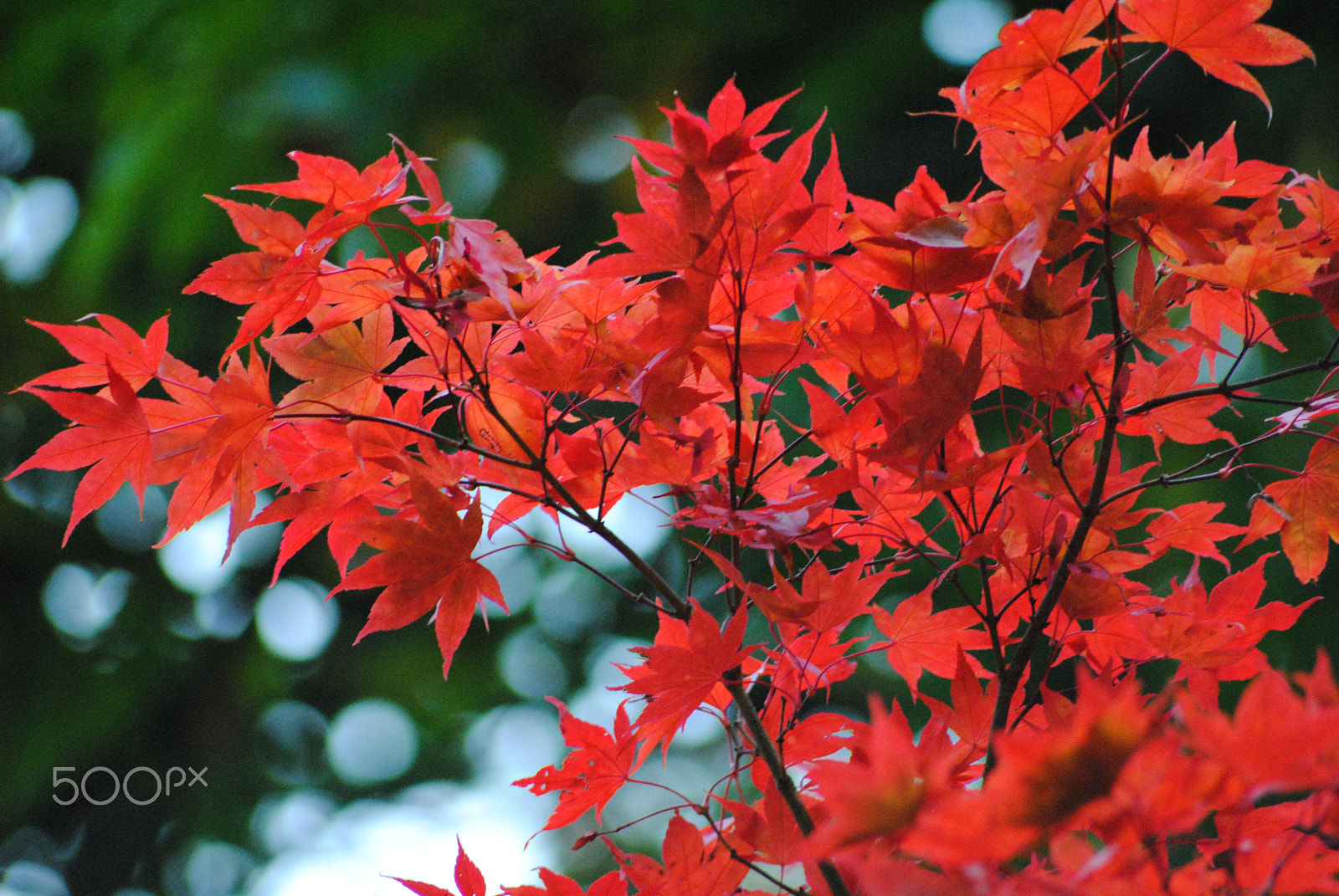 Nikon D3000 + Sigma 70-300mm F4-5.6 APO DG Macro sample photo. Red leaves photography