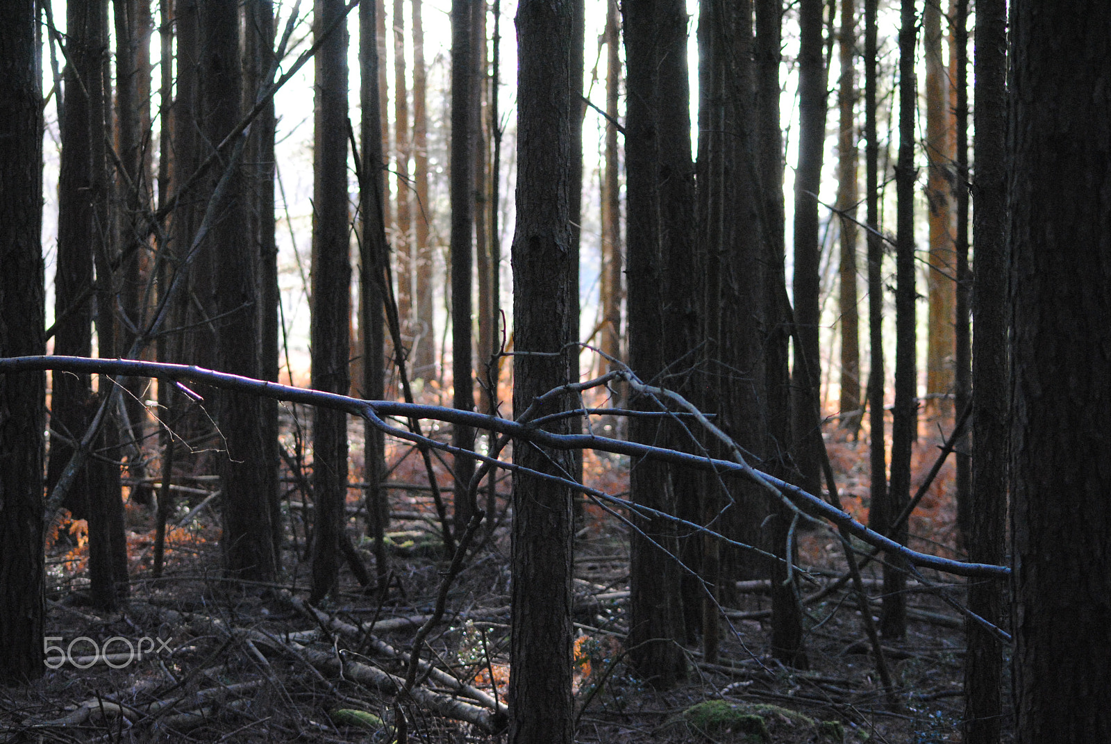 Nikon D3000 + Sigma 70-300mm F4-5.6 APO DG Macro sample photo. Forest in england photography